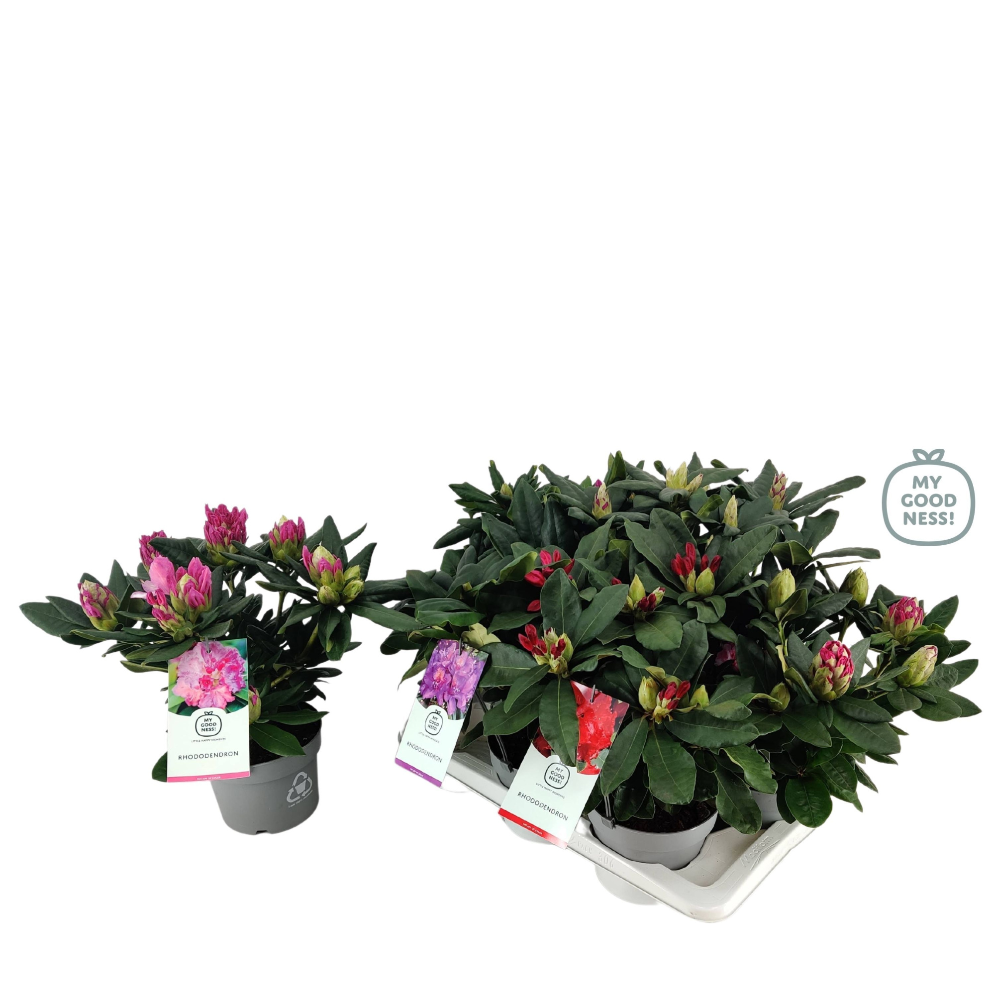 Rhododendron 30-35 /2 liter 'Mix Tray' kleurtonend, D 17