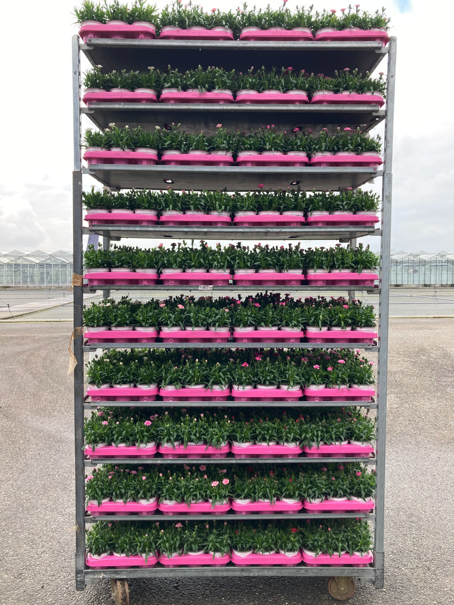 Dianthus Oscar Mix CC 10,5cm, D 10,5