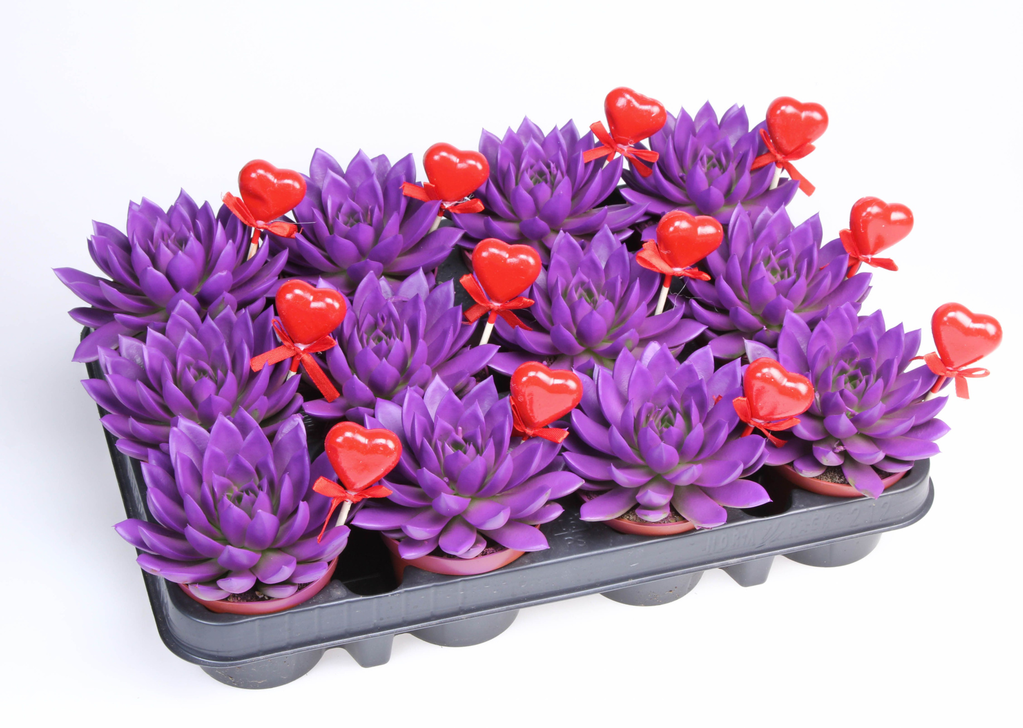 Miranda paars + hartje, D 8,5