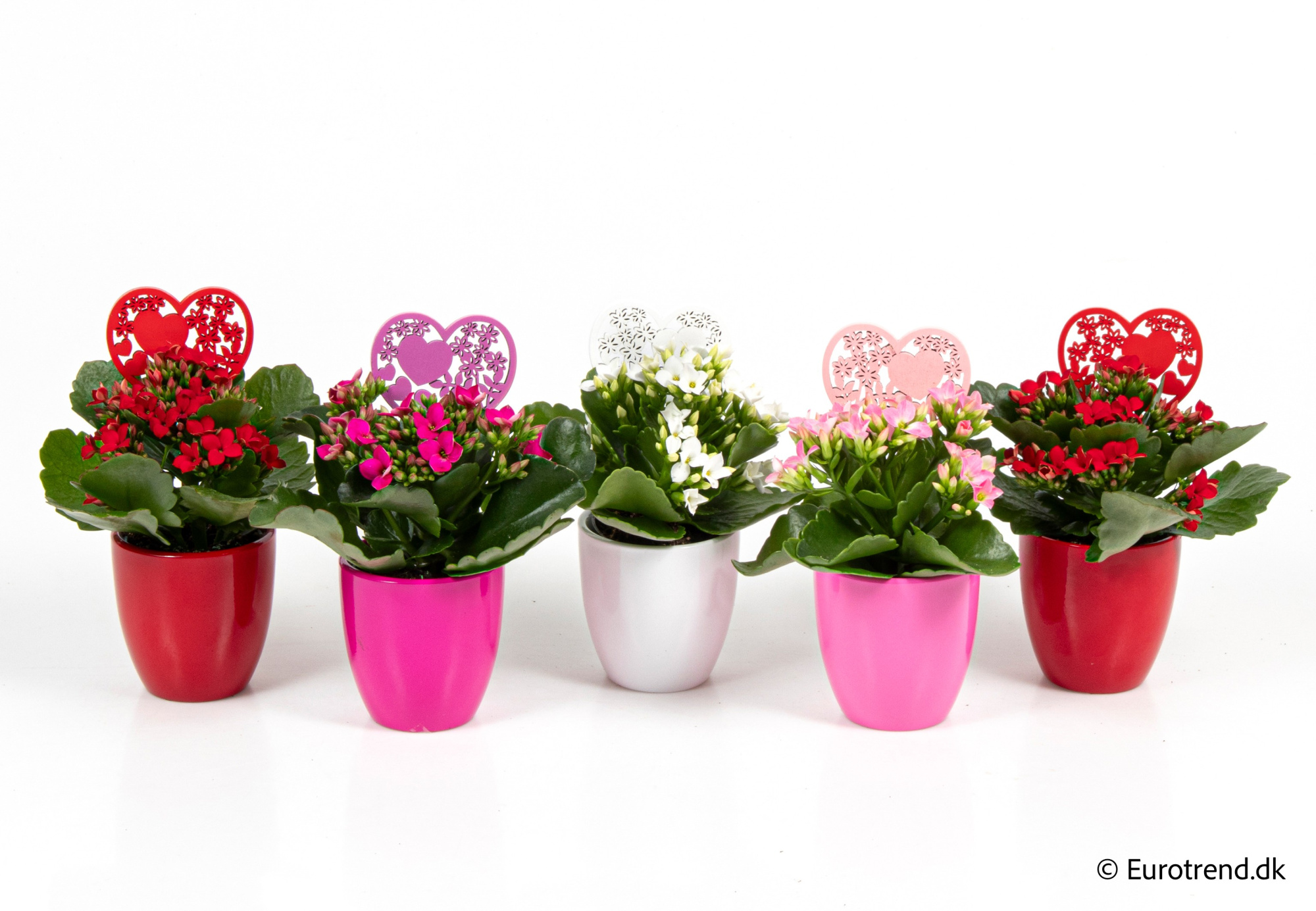 Kalanchoe in Valentine ceramic 2026, D 6