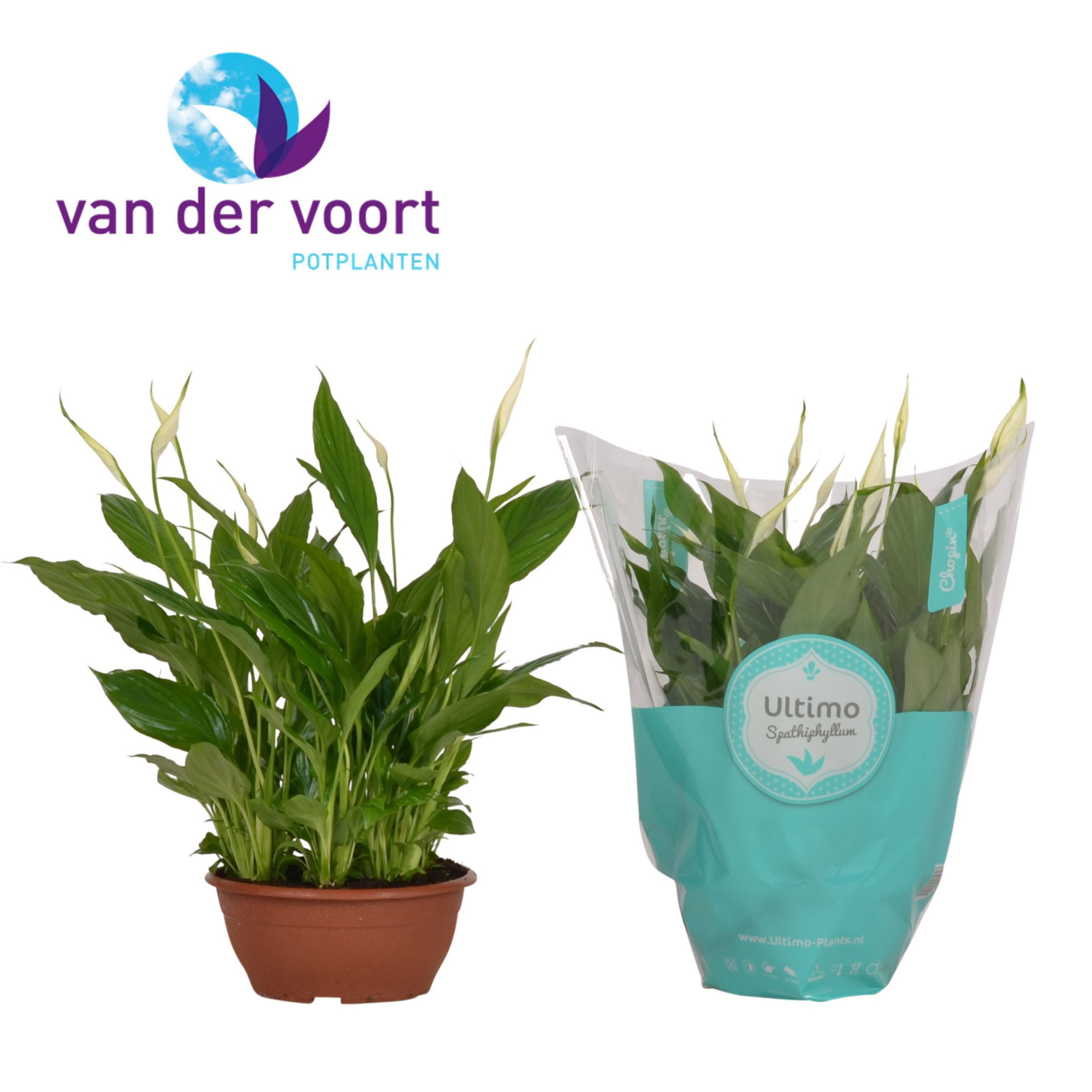 Spathiphyllum 17 cm Chopin ultimo, D 17