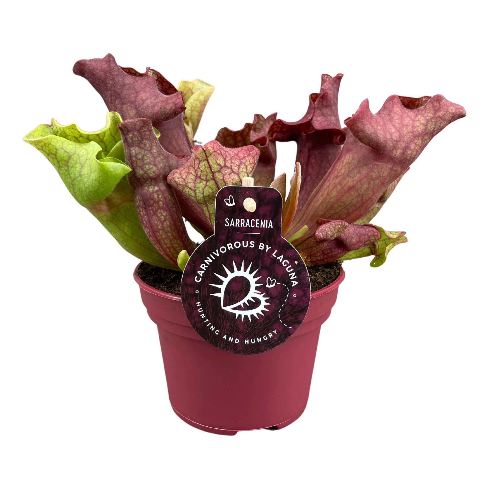 Sarracenia Ewelina 12 cm, D 12