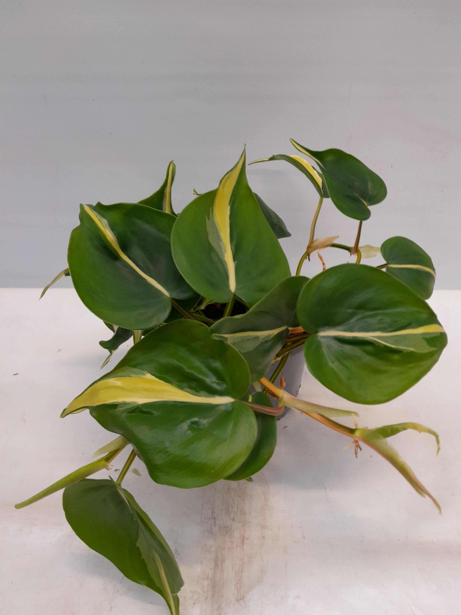 PHILODENDRON SCANDENS 'Silver Stripe', D 12