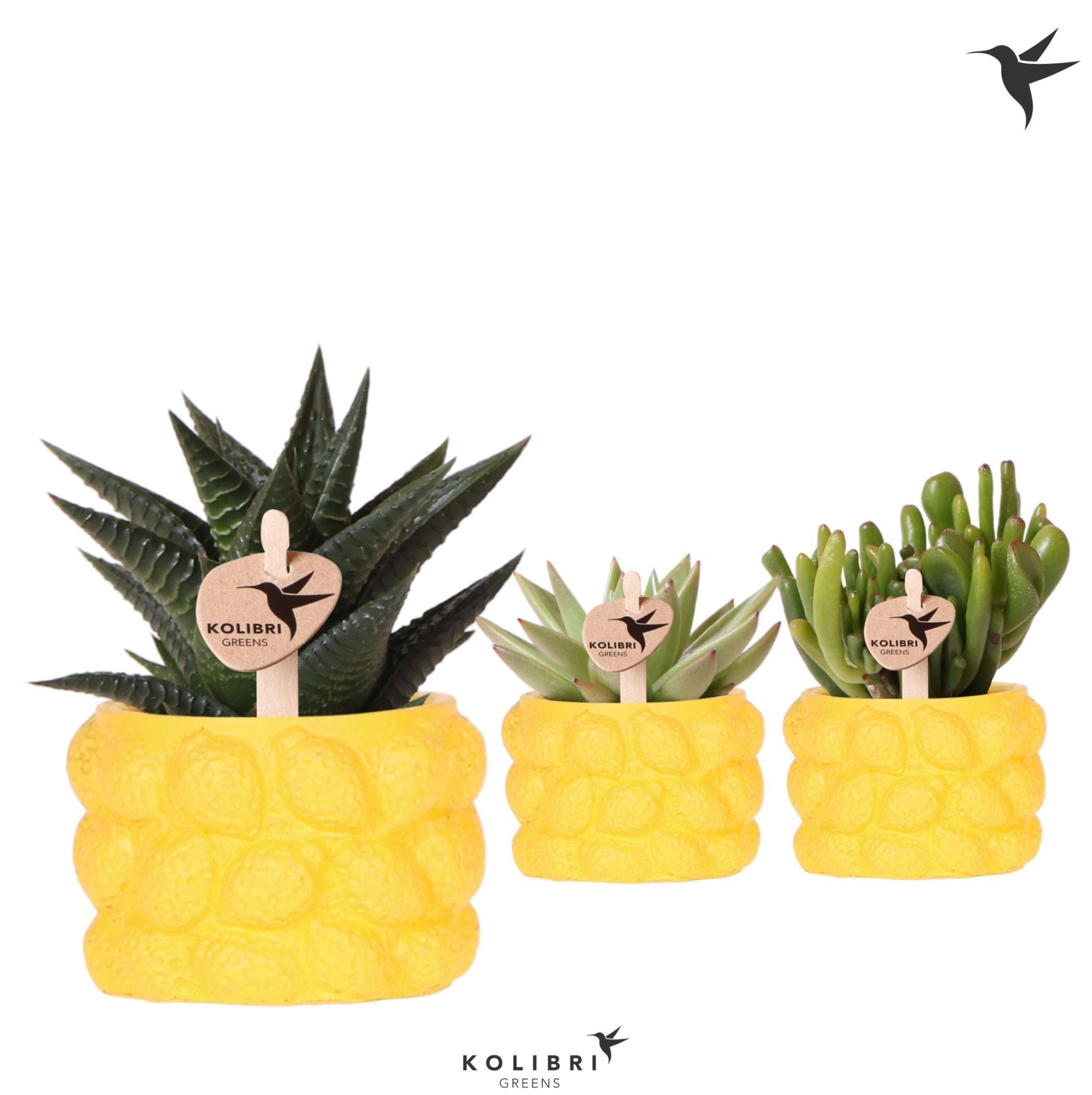 Kolibri Greens Succulenten mix in Citrus pot yellow, D 6