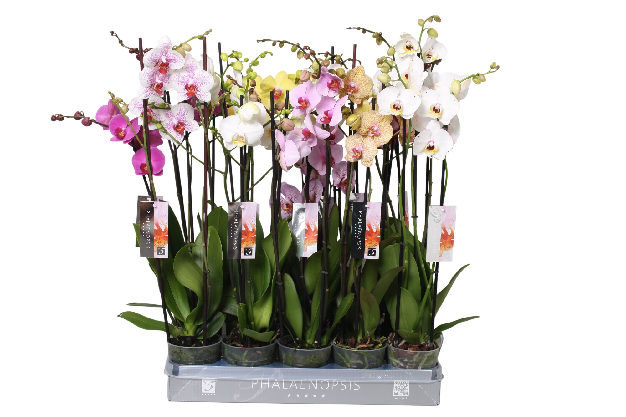 Phalaenopsis Italian mix, 3-spike 22+, D 12