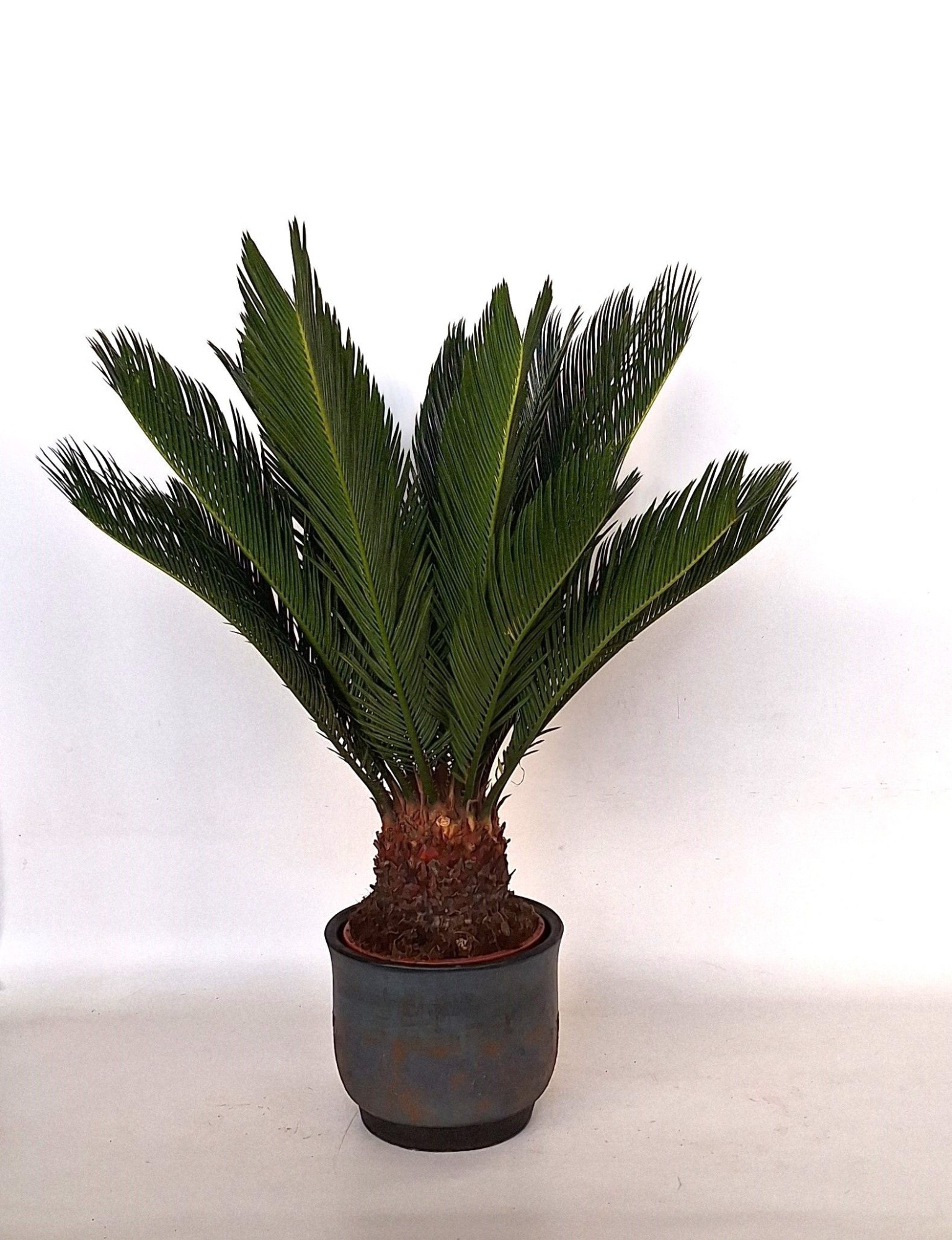 Cycas in Mace pot, D 20