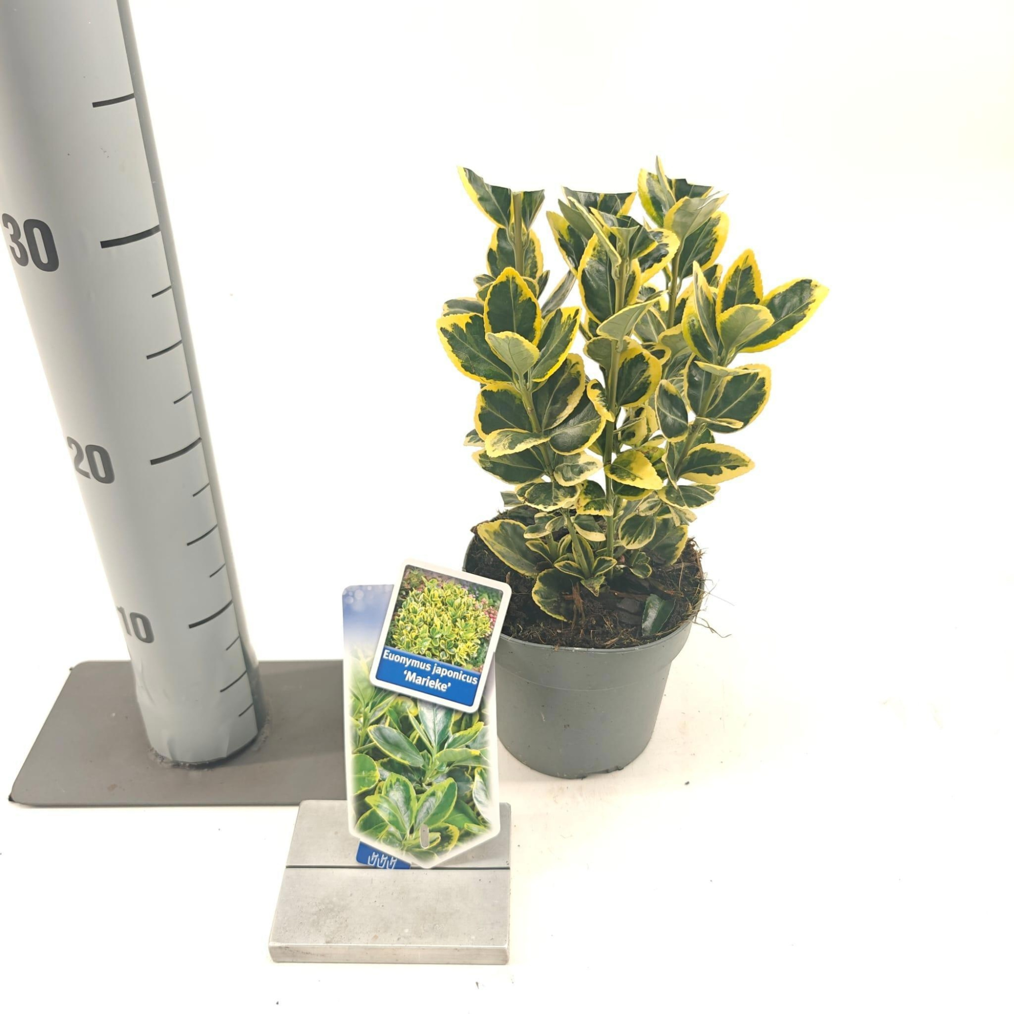Euonymus jap. 'Marieke', D 13