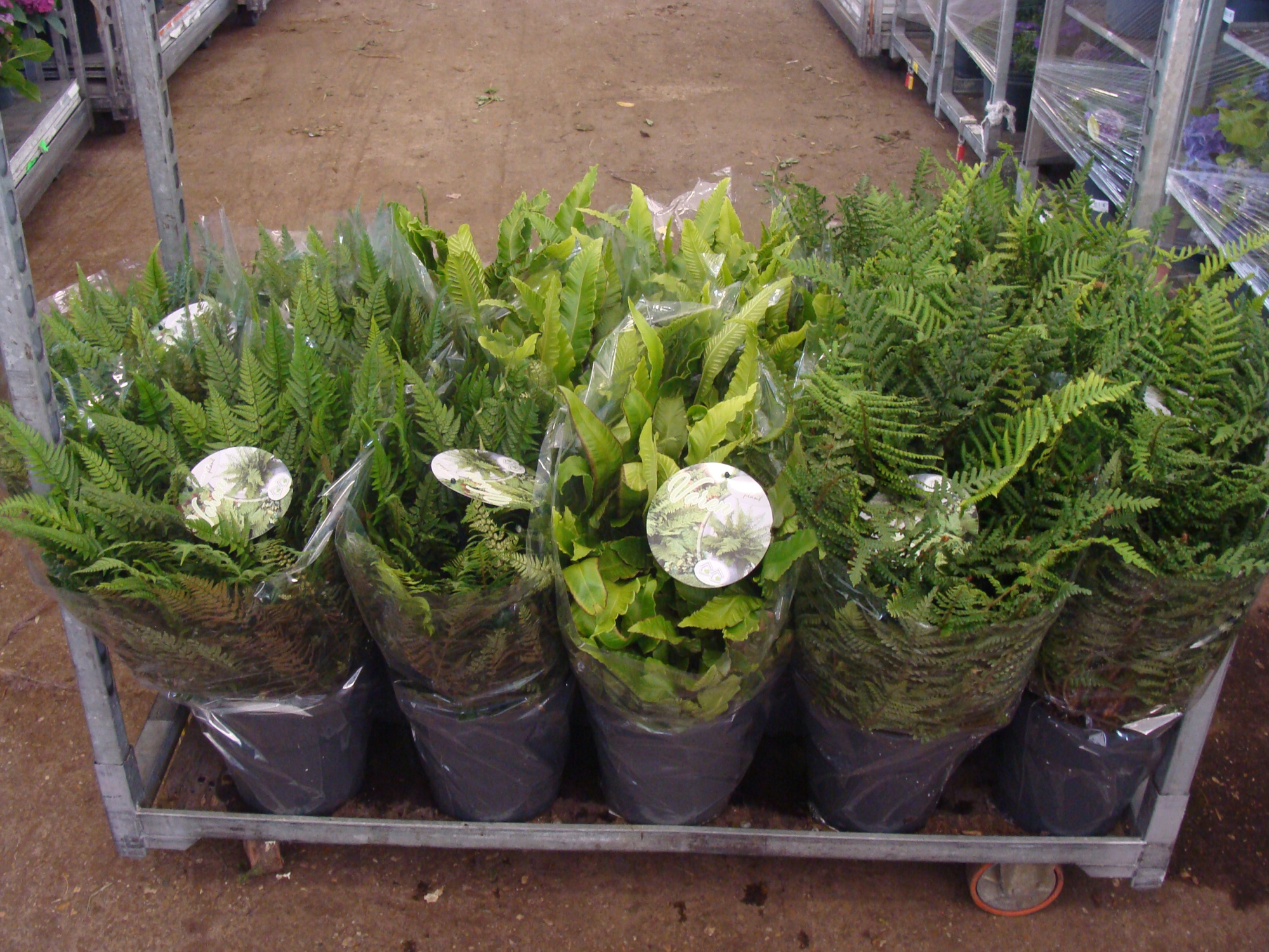 Varens mix per laag, D 24