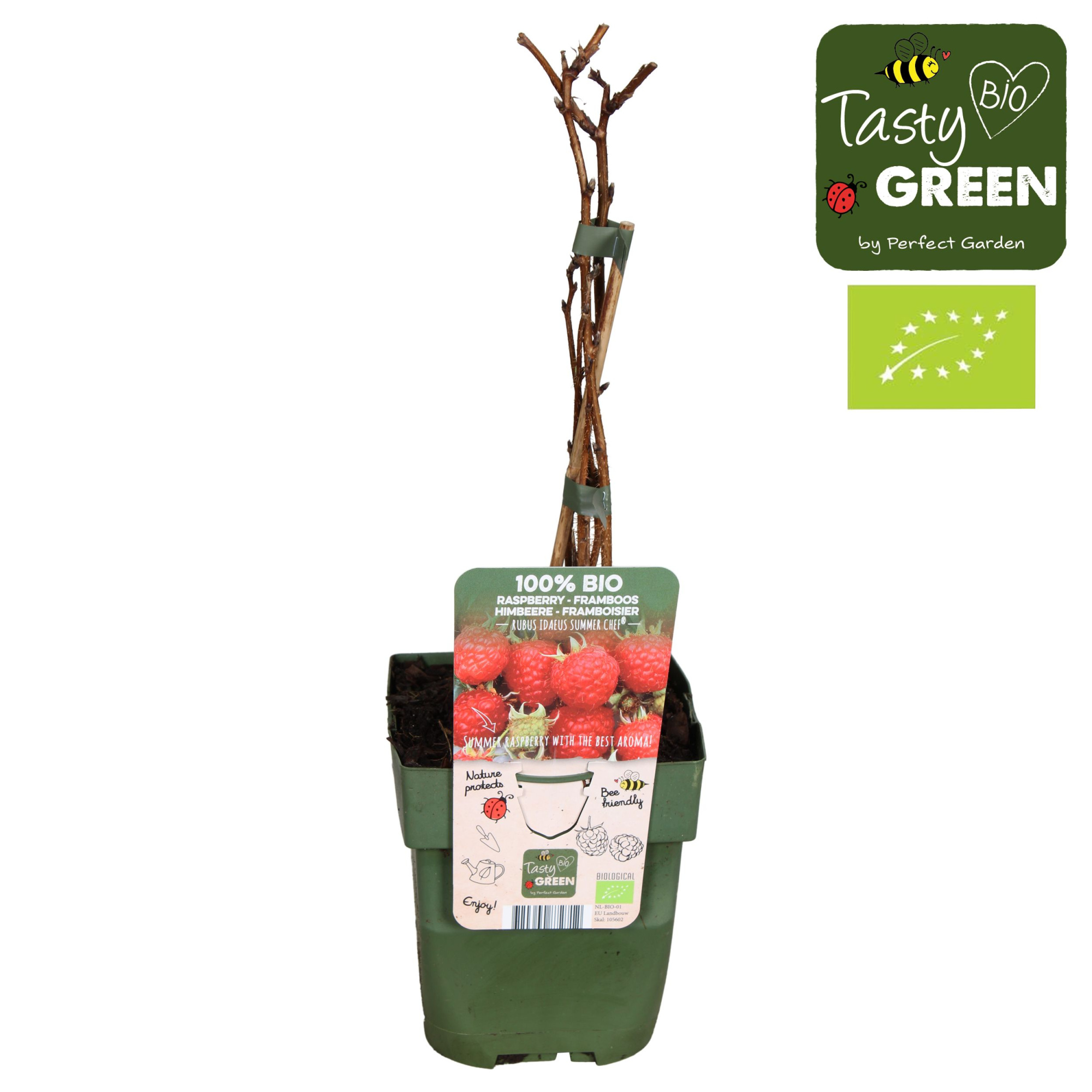 Rubus ideaus Summer Chef® Bio P13, D 13