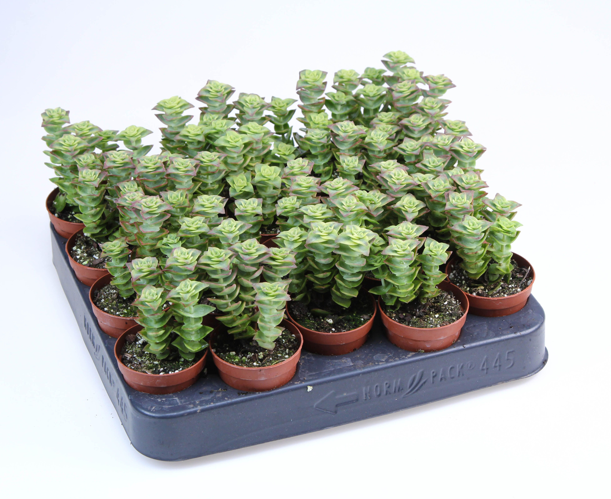 Crassula perforata, D 5,5