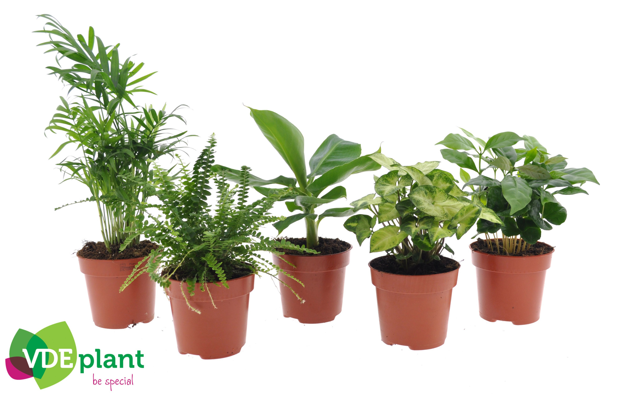 Fresh Green mix 12cm, D 12