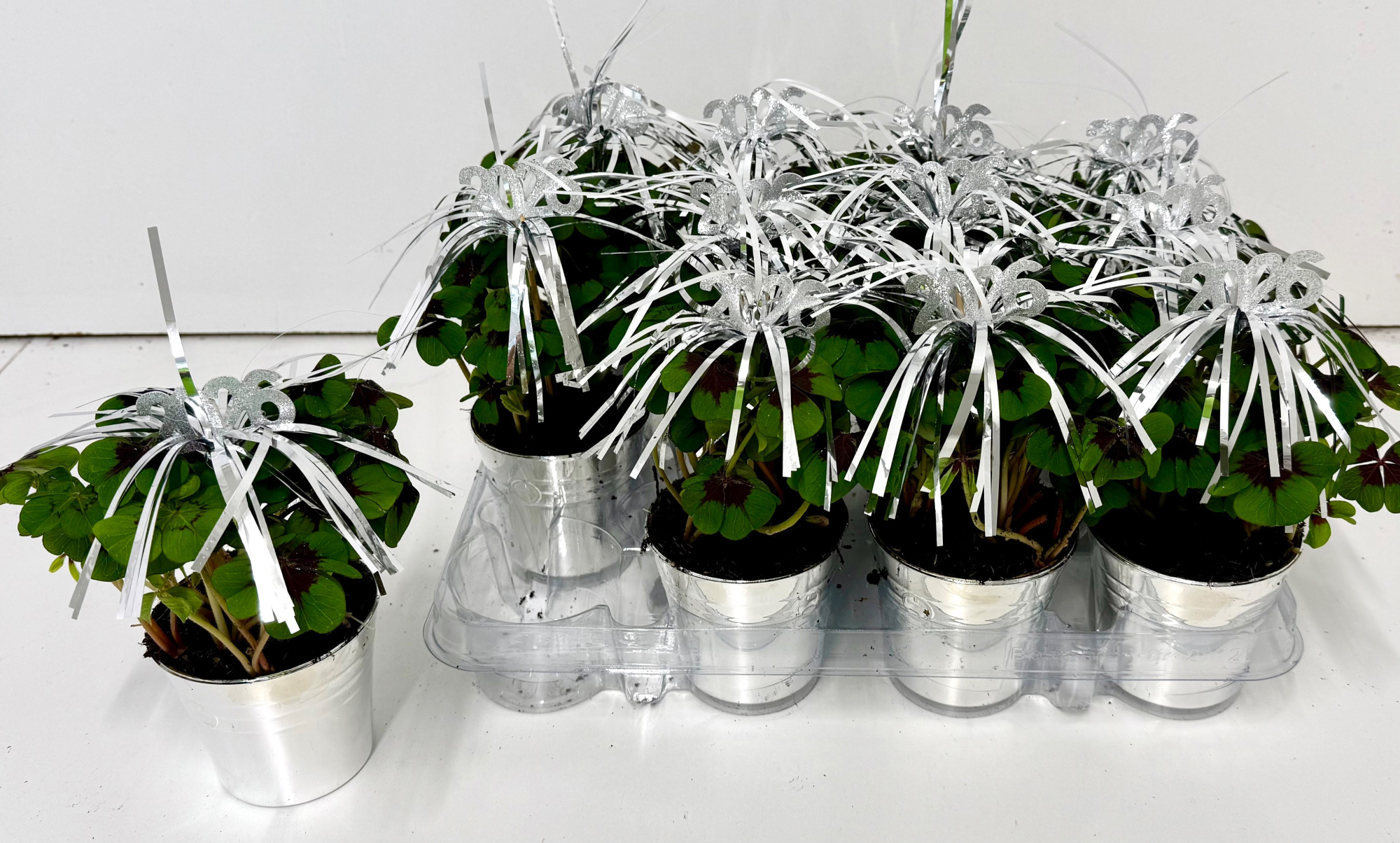 Oxalis deppei in champagnekoeler met bijsteker (kopie), D 9 cm