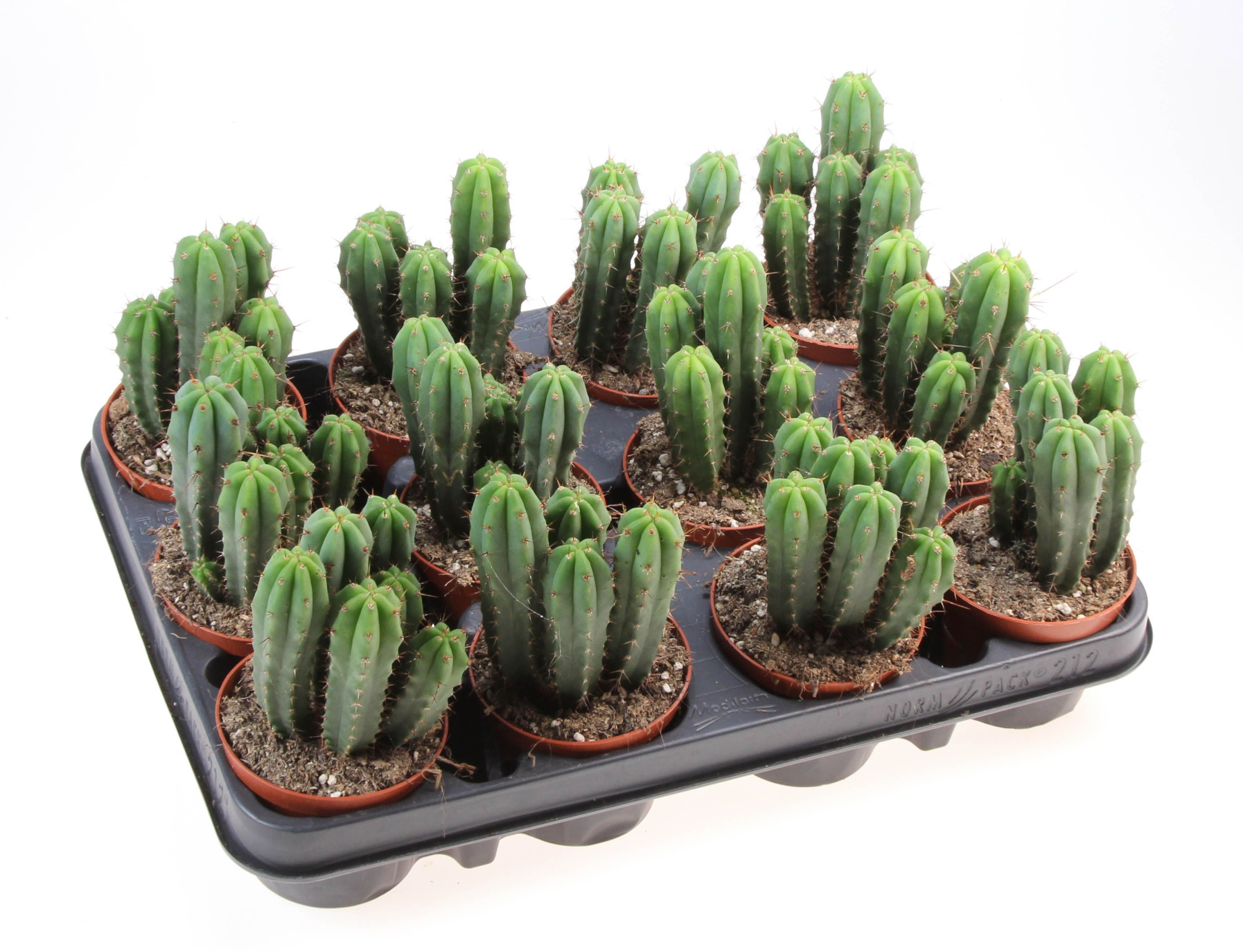 Echinopsis bridgesii, D 8,5