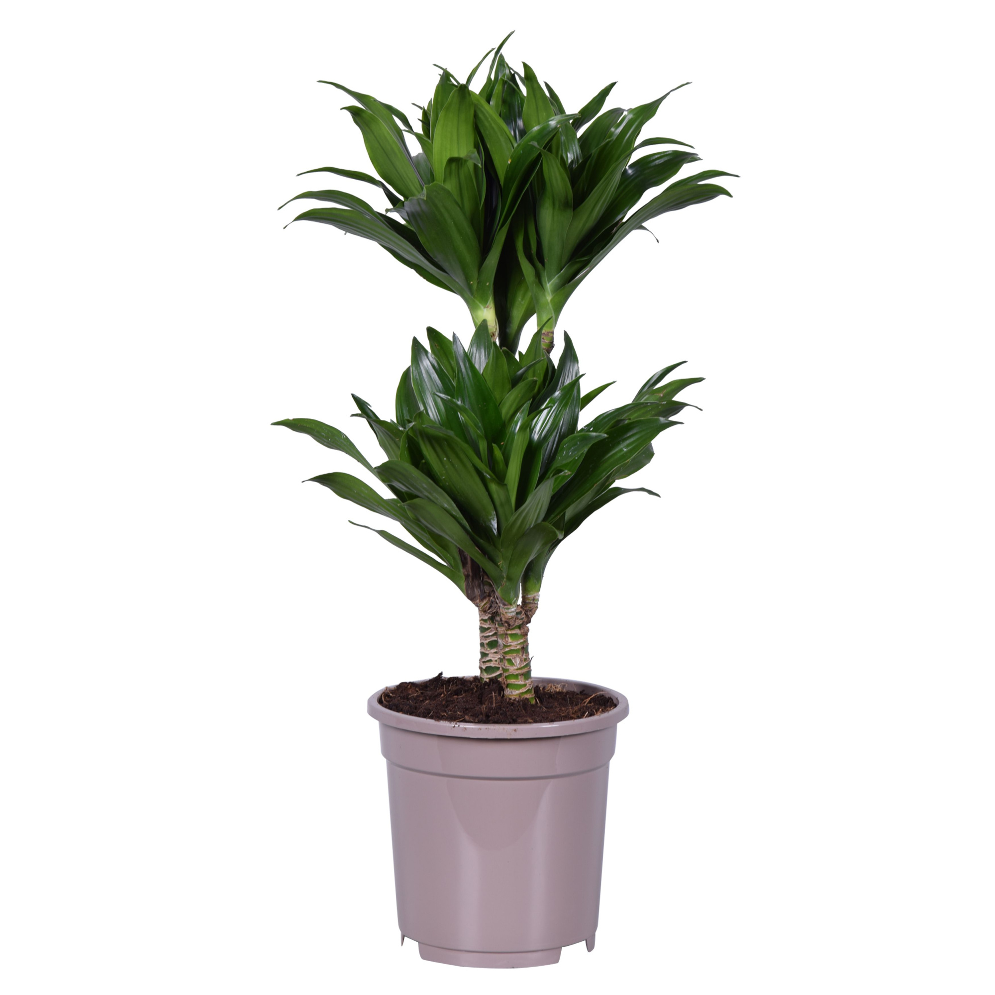 Dracaena deremensis compacta 30-10, D 17