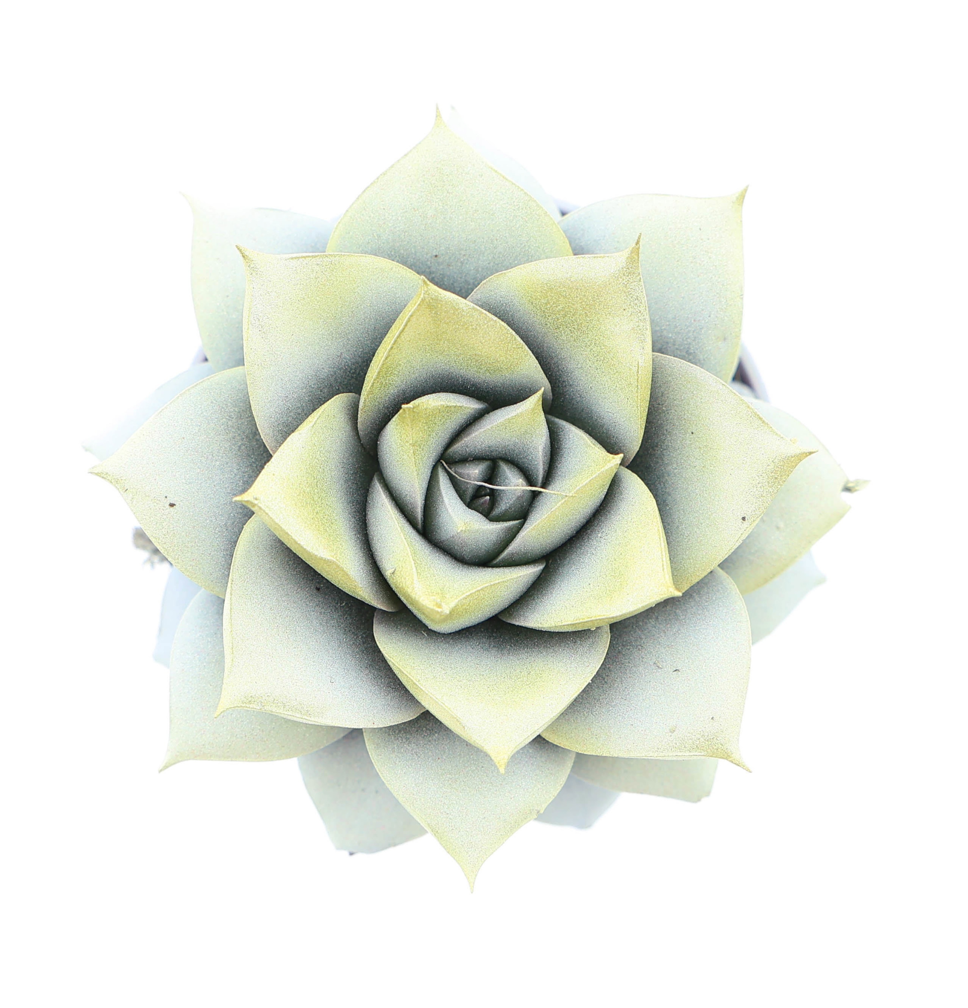 Purper white + gold tips, D 5,5