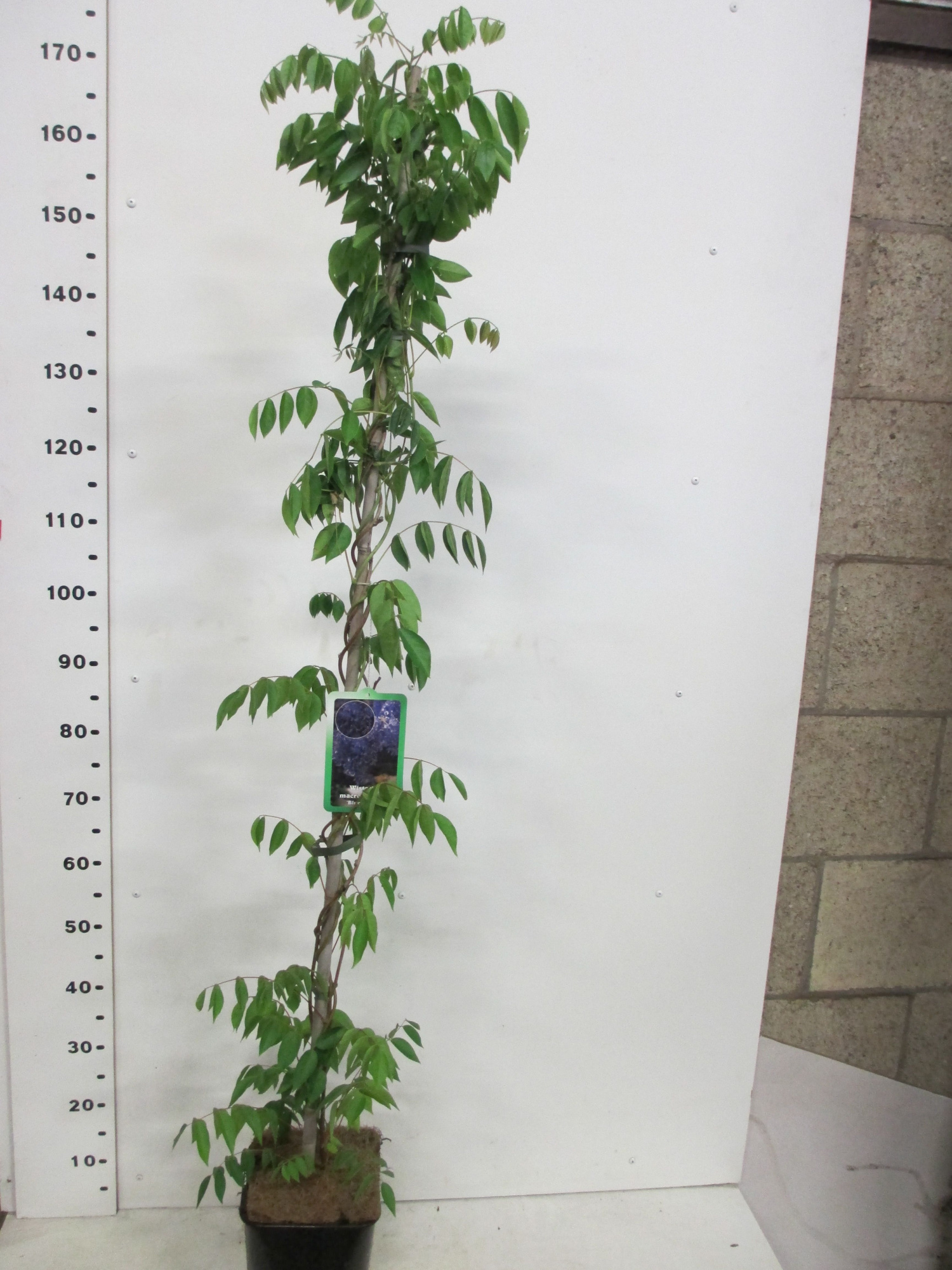 Wisteria m. Blue Moon 140 cm P19, D 19