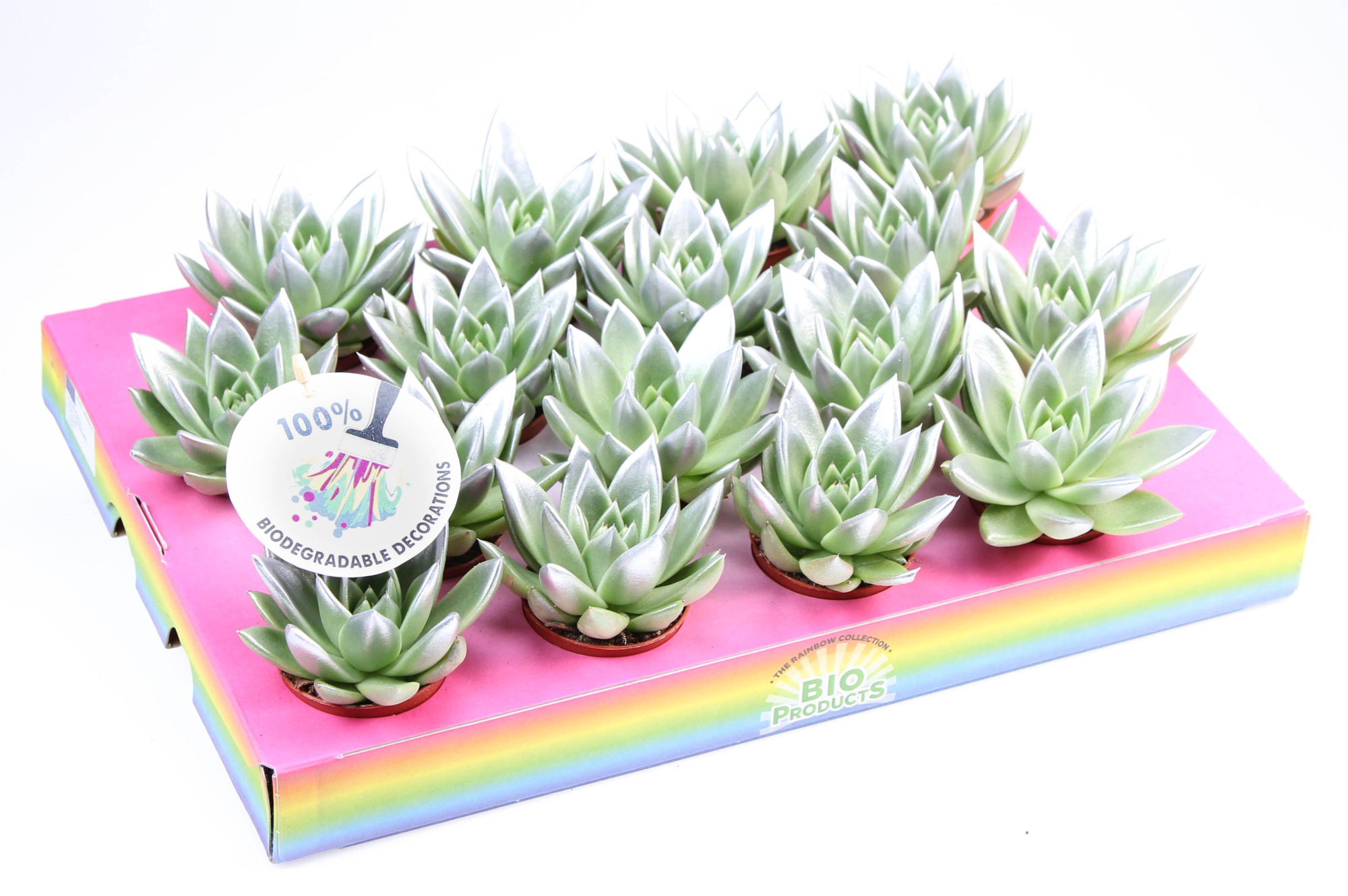 Miranda silver tips, D 6