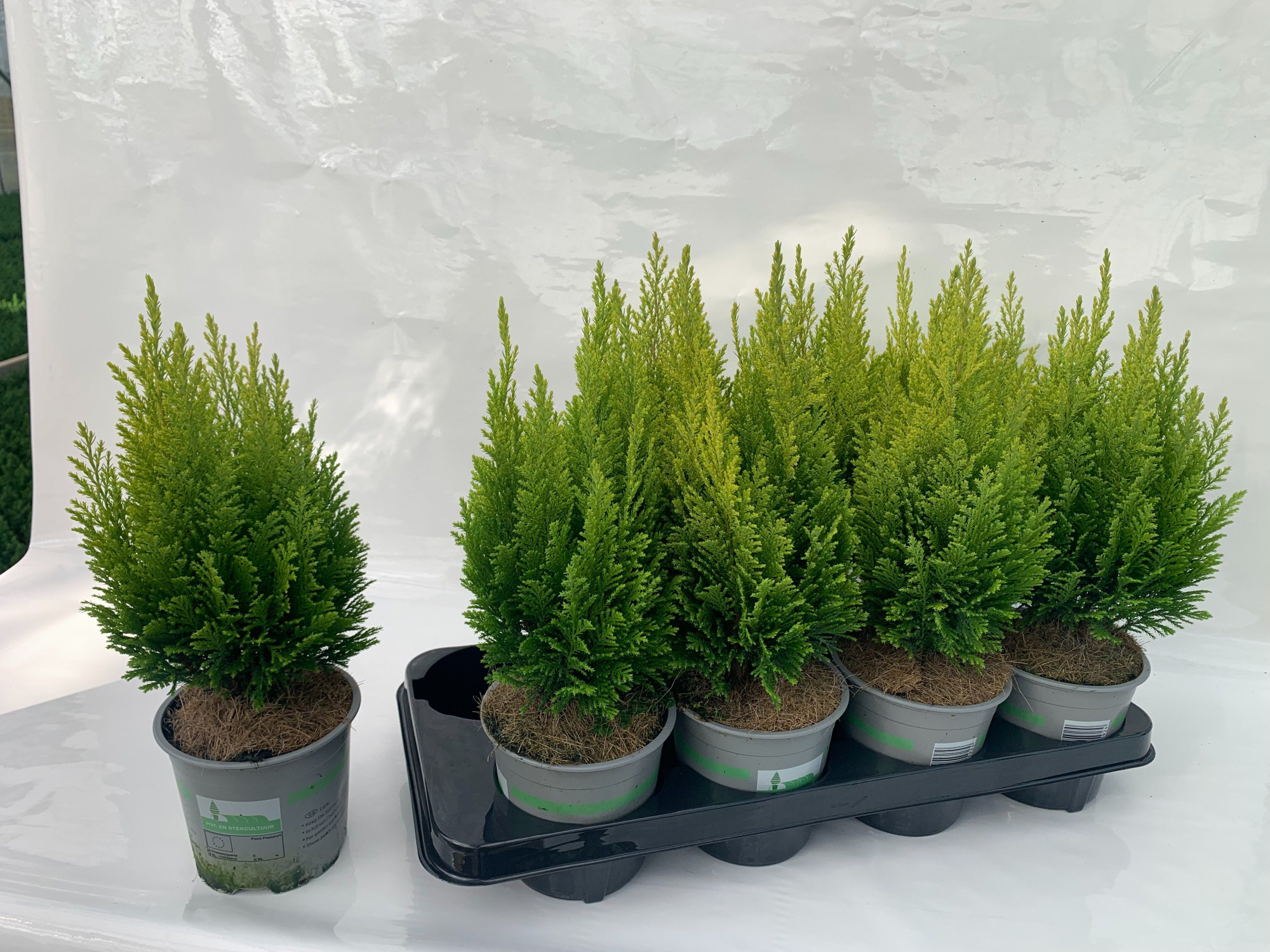 Chamaecyparis lawsoniana Elwood's Empire, D 13