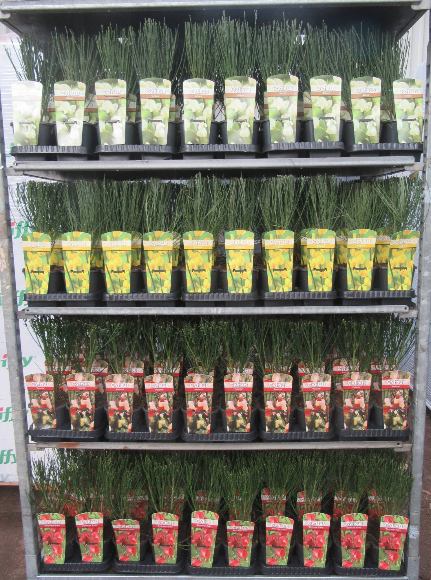 Cytisus overig, D 14