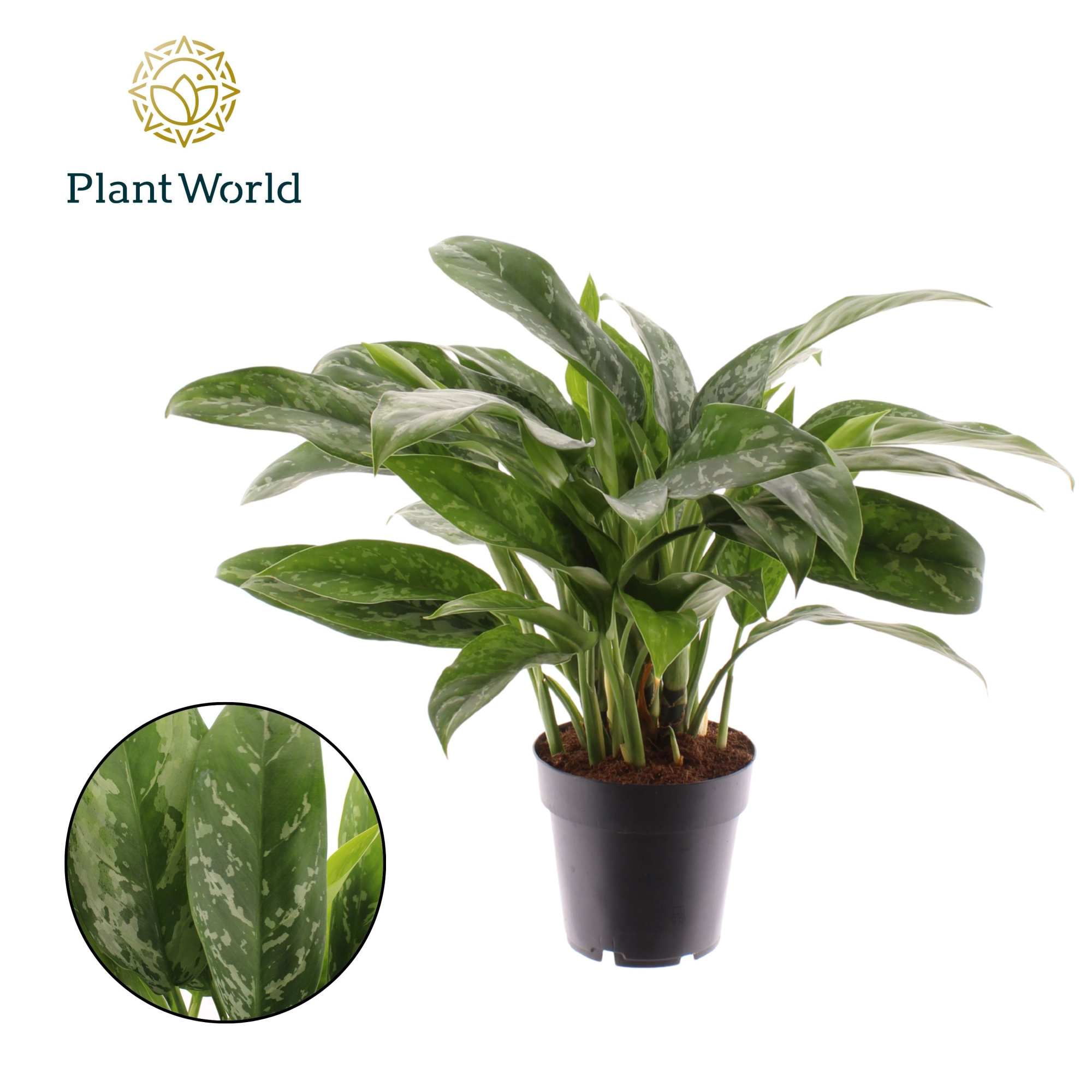 Aglaonema Green Lady, D 14