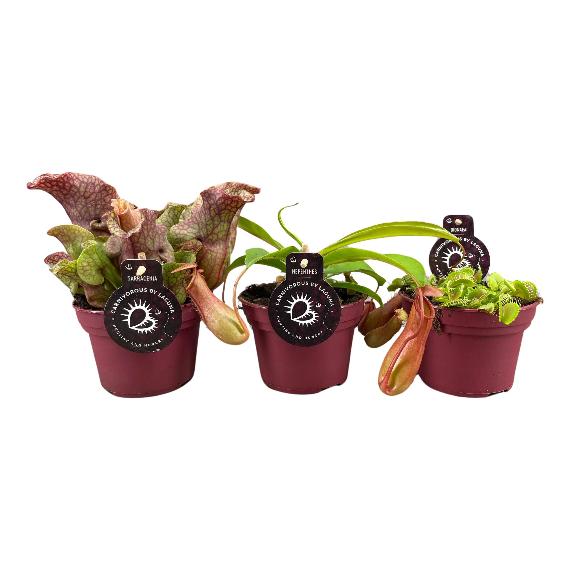 Vleesetende planten mix | 2 Nepenthes, 2 Sarracenia, 2 Dionaea, D 12