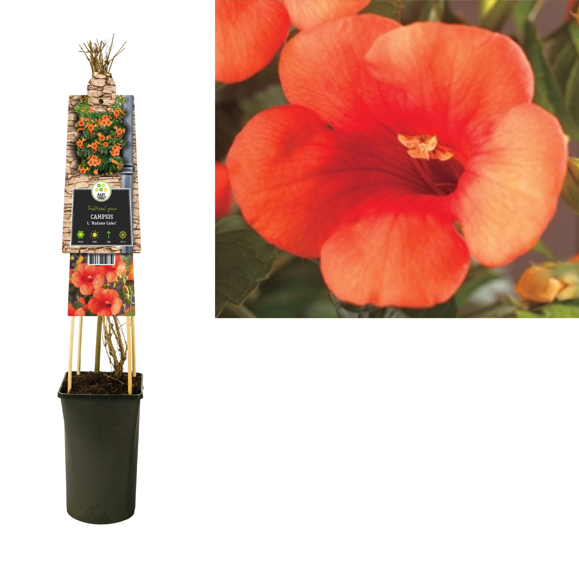 Campsis t. 'Madame Galen' +3.0 label, D 17