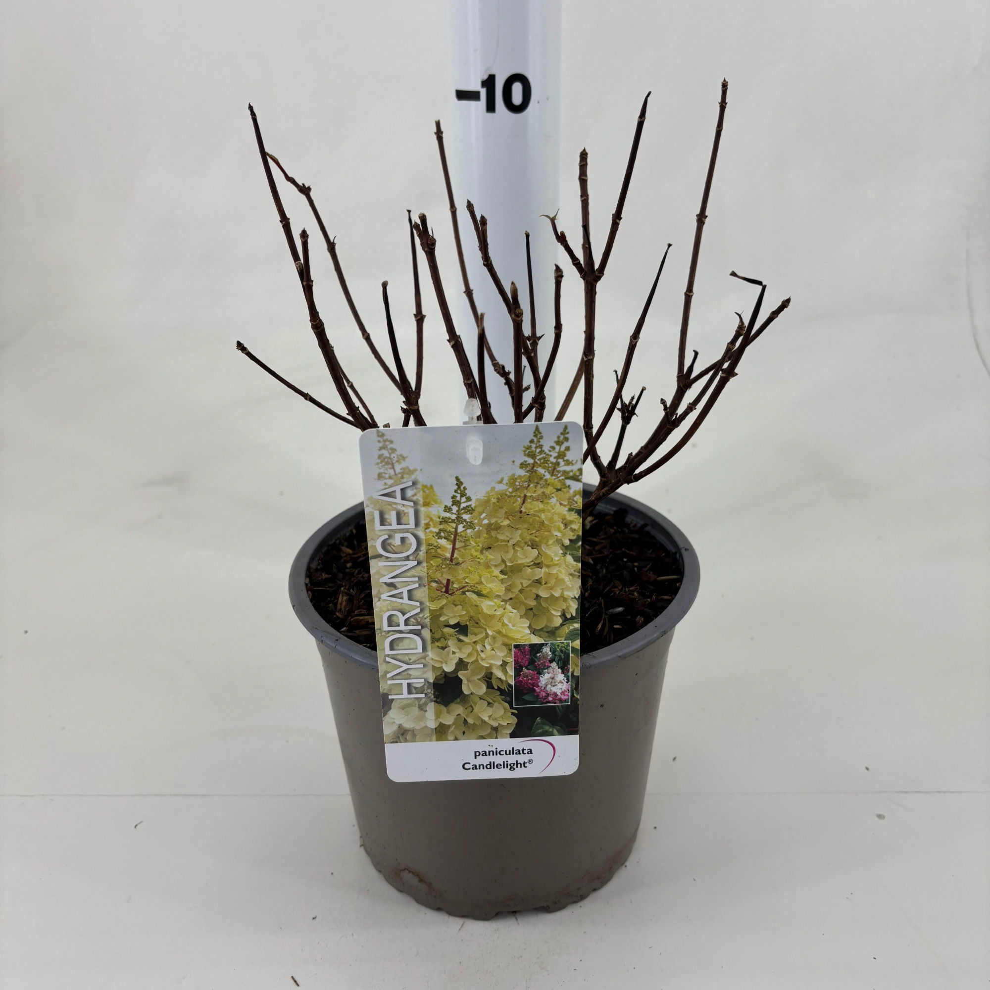 Hydrangea paniculata 'Hpopr013' Candlelight ® PBR, D 19