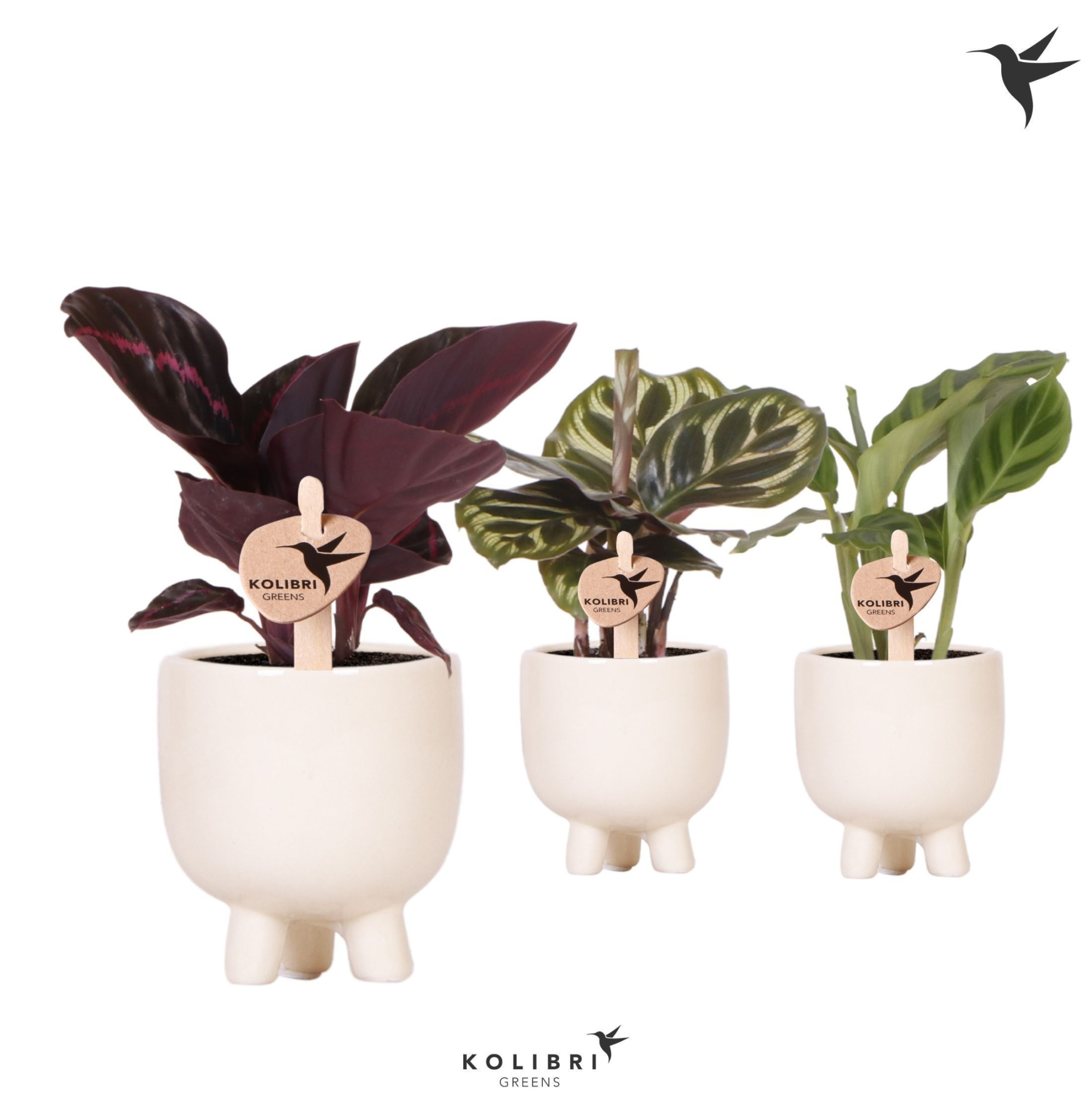 Kolibri Greens Calathea mix in Gummy pot travertine, D 6