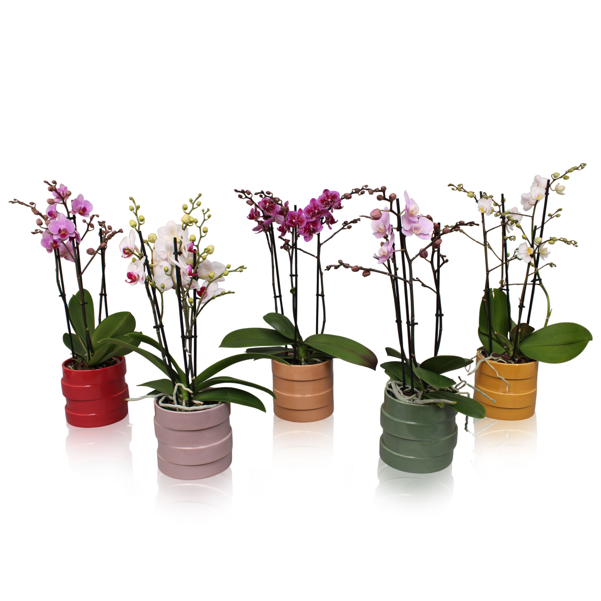 Phal. Multiflora 3-tak mix in keramiek BGC011, D 12