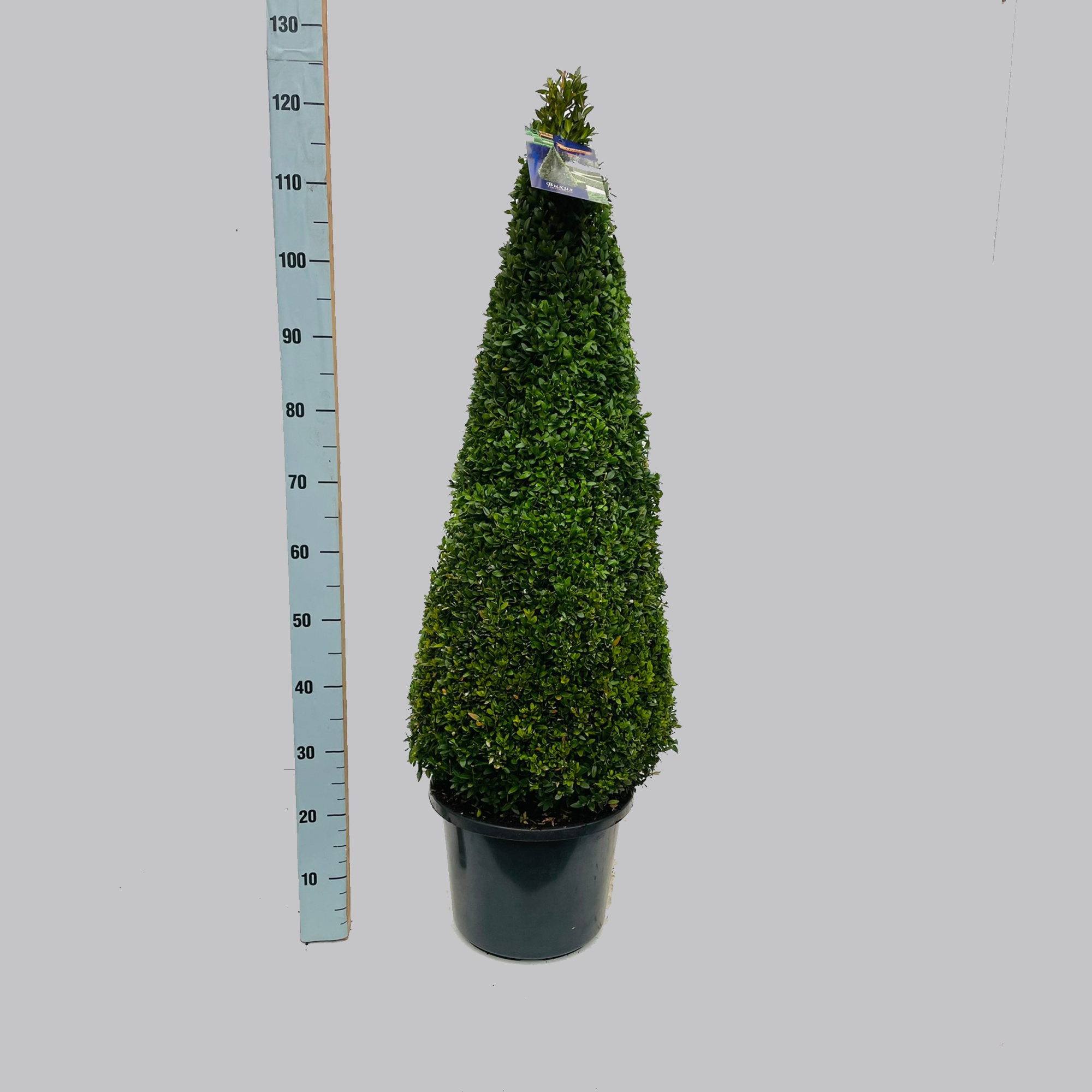 Buxus semp. 90-100 C15 pyramide, D 35