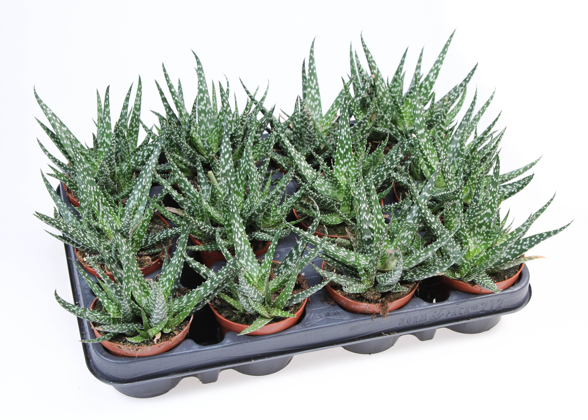 Gasteraloe Mingo, D 8,5