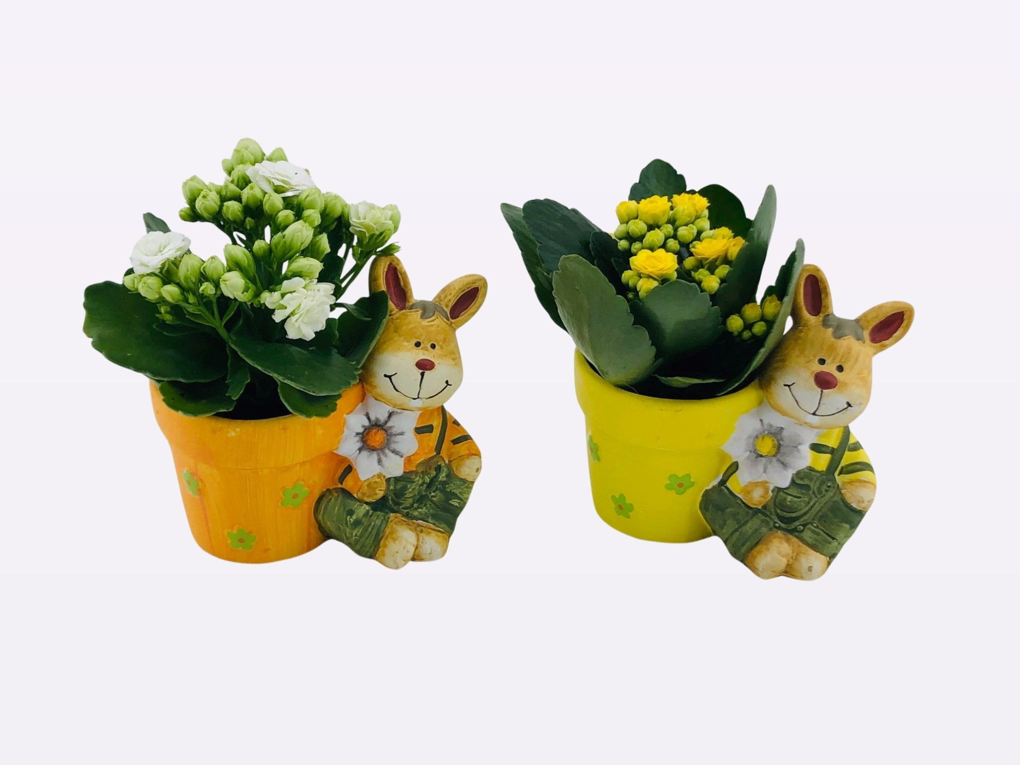 TDM P6 : 26P02 Mix Pasen Konijn met Kalanchoe P6 cm, D 6