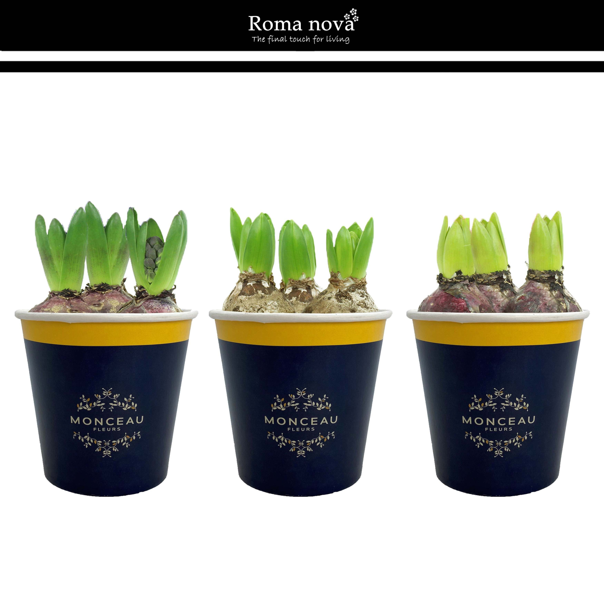 1031H - Cup Monceau Fleurs (Hyacint), D 12