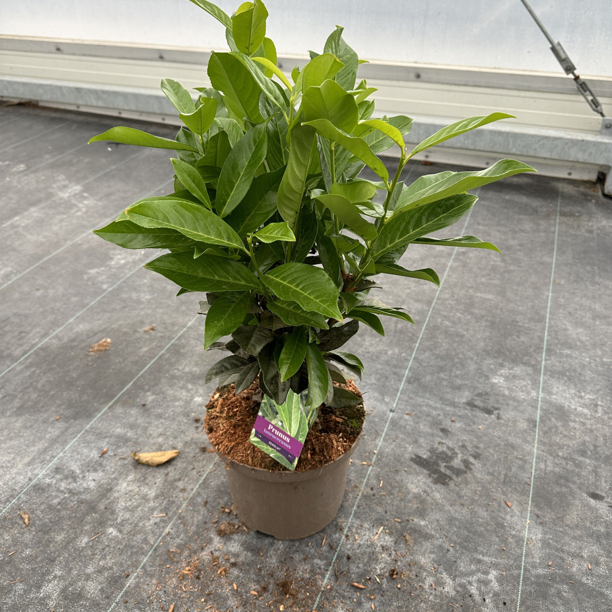 Prunus laur. Genolia® ('Mariblon' PBR), D 23