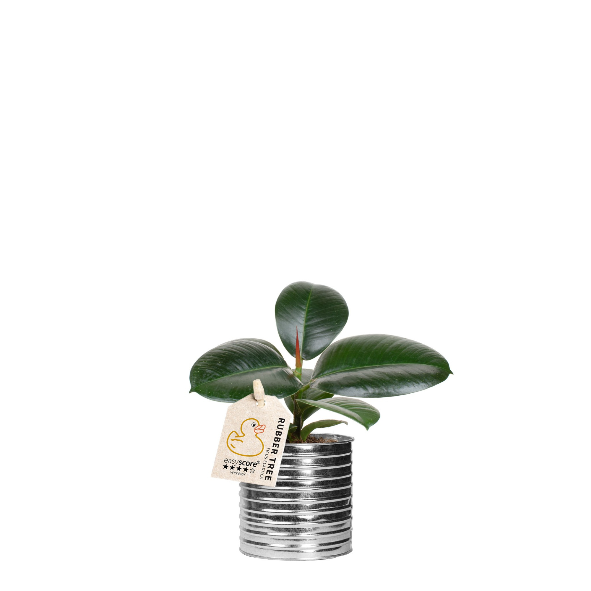 Zink Can, Ficus elastica' Sofia', D 10