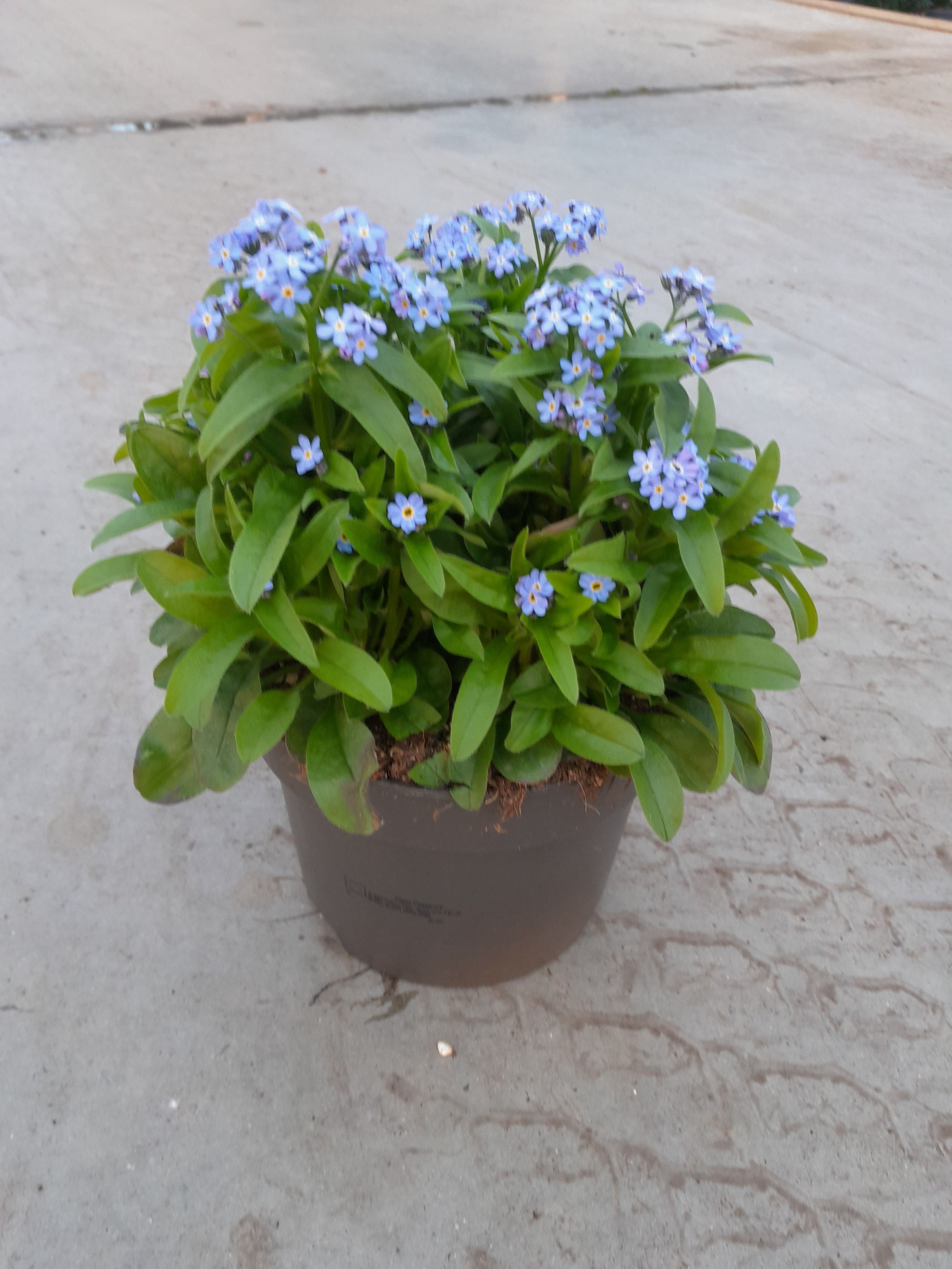 657 SV : P17 Myosotis, D 17