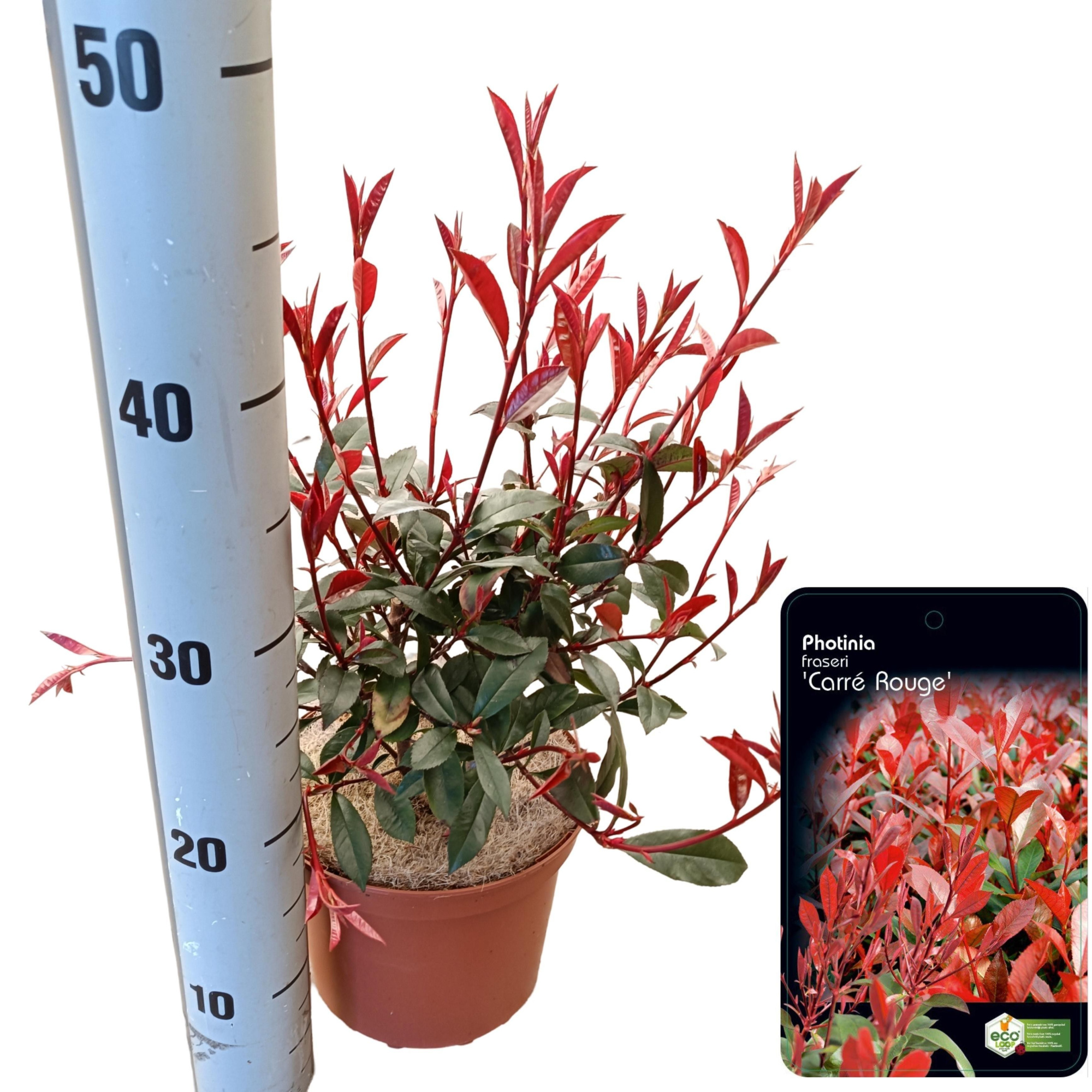 Photinia fraseri 'Carre Rouge' PBR, D 18