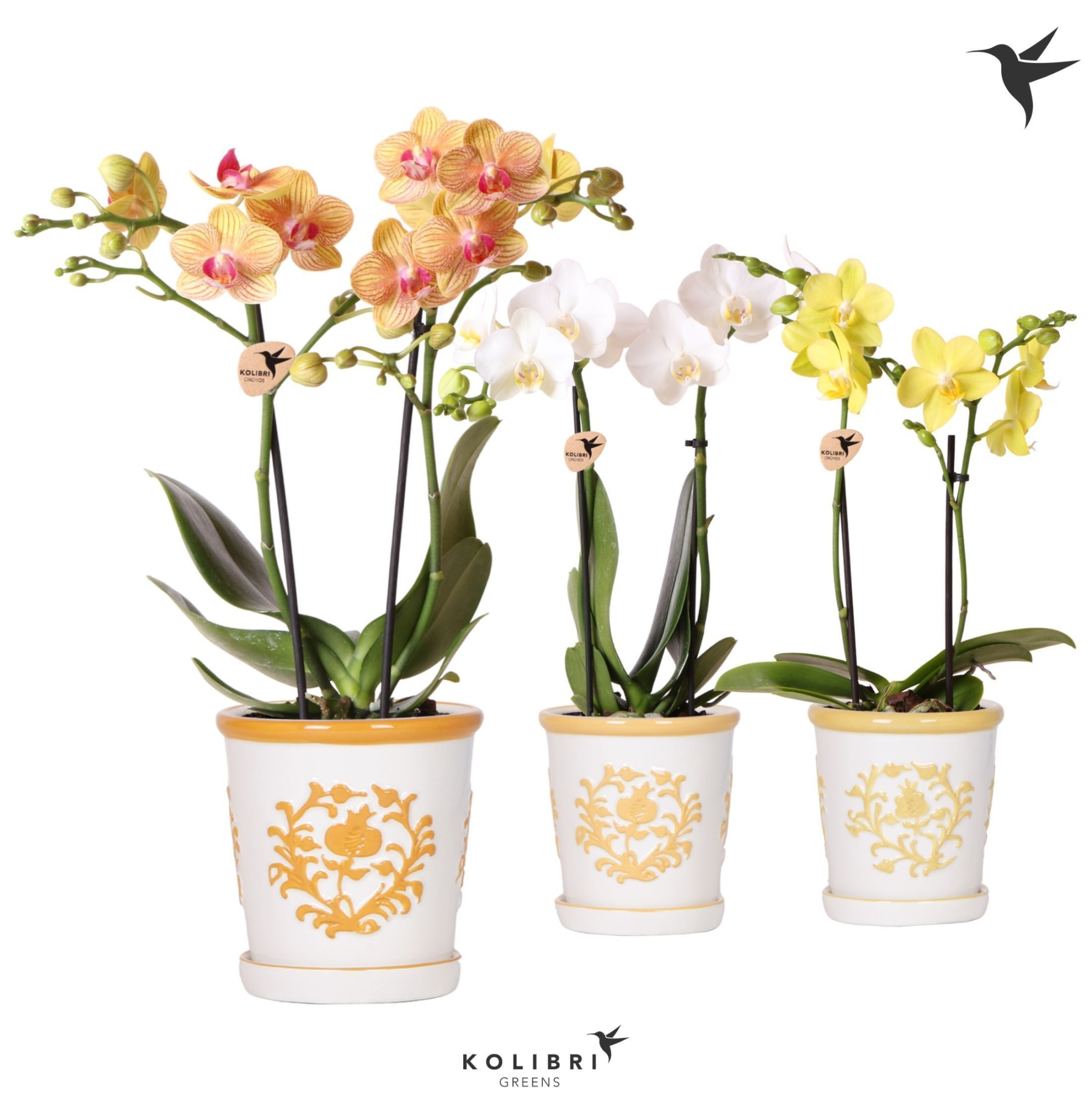 Kolibri Orchids Phalaenopsis mix 2spike in Malaga pot yellow mix, D 9