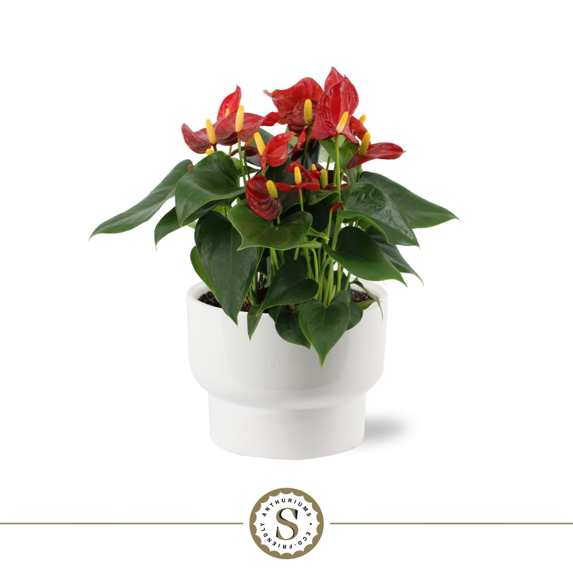 Athene Keramiek White - Red, D 17