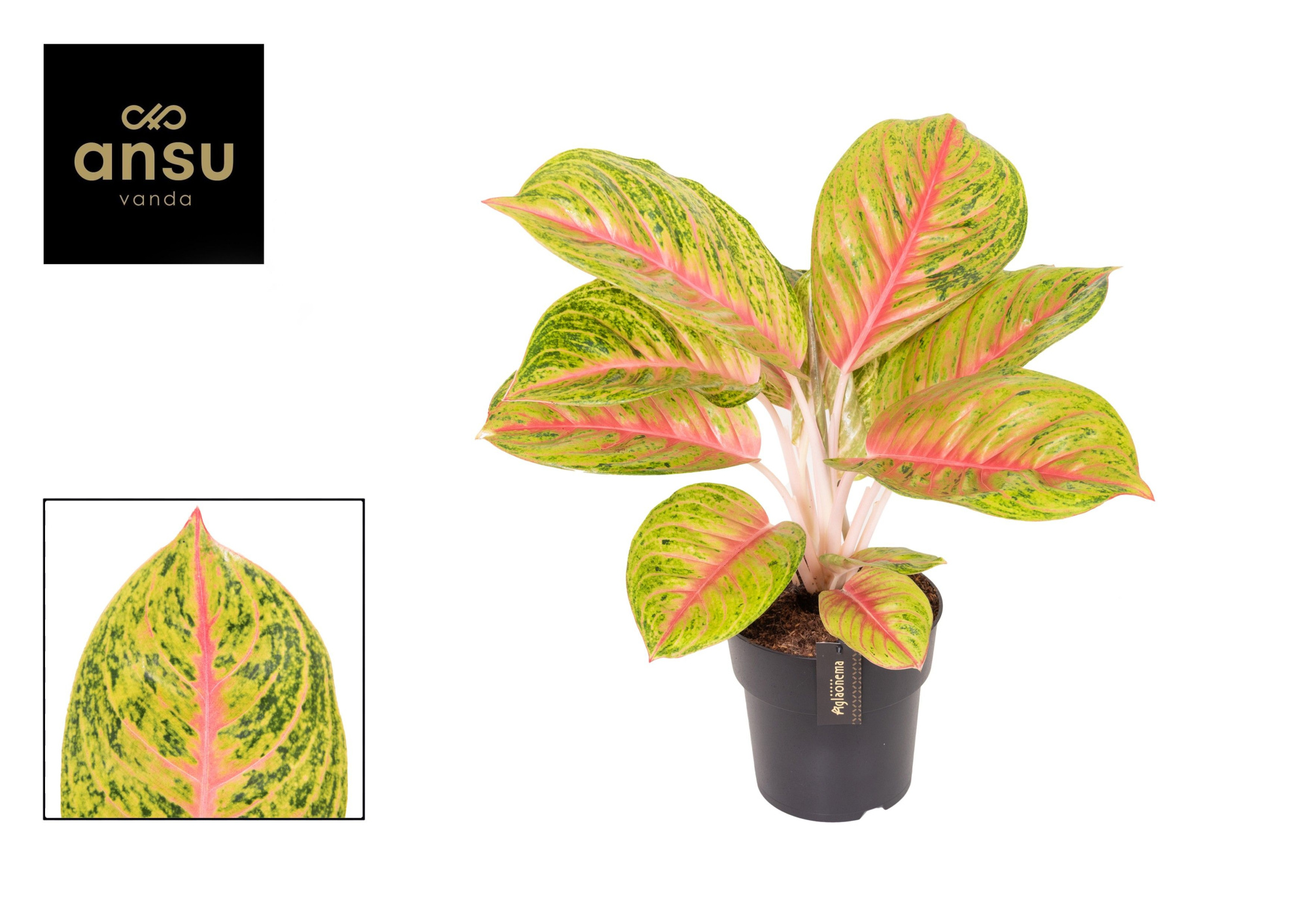 Aglaonema Grand Blossom, D 19
