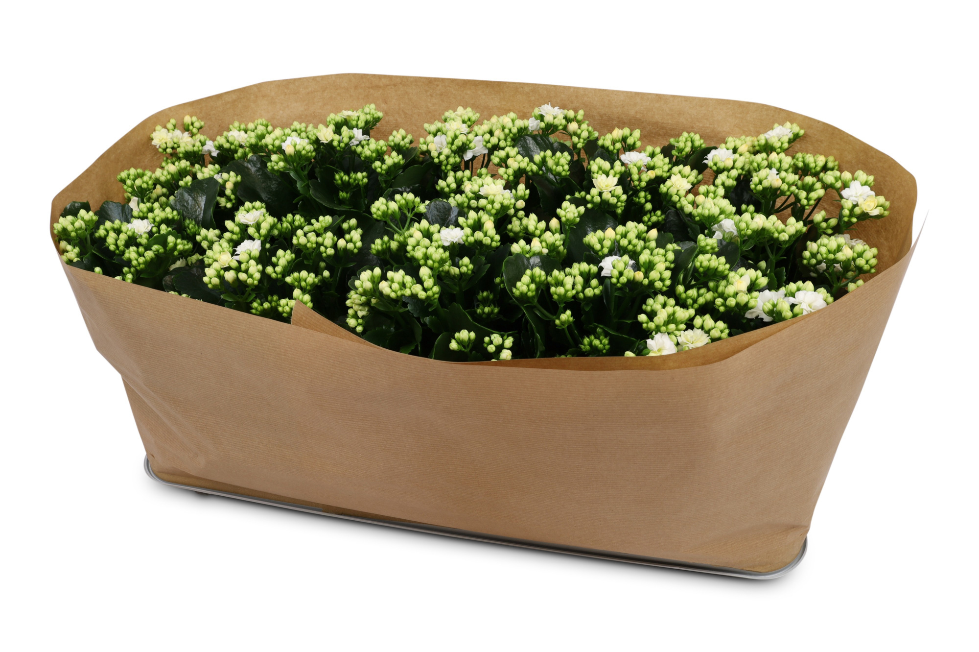 Kalanchoë Perfecta White Kraag papier, D 12