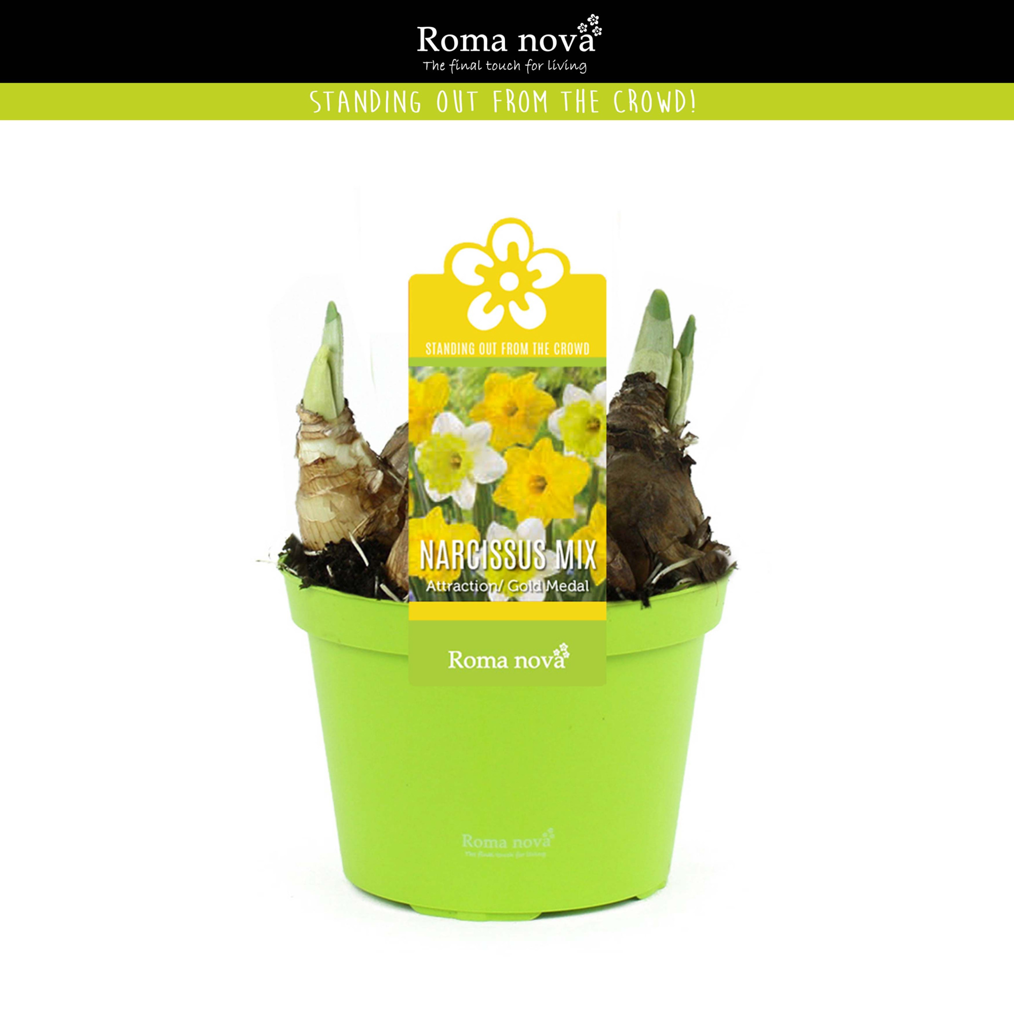 Narcissus mix in pot 12cm, D 12