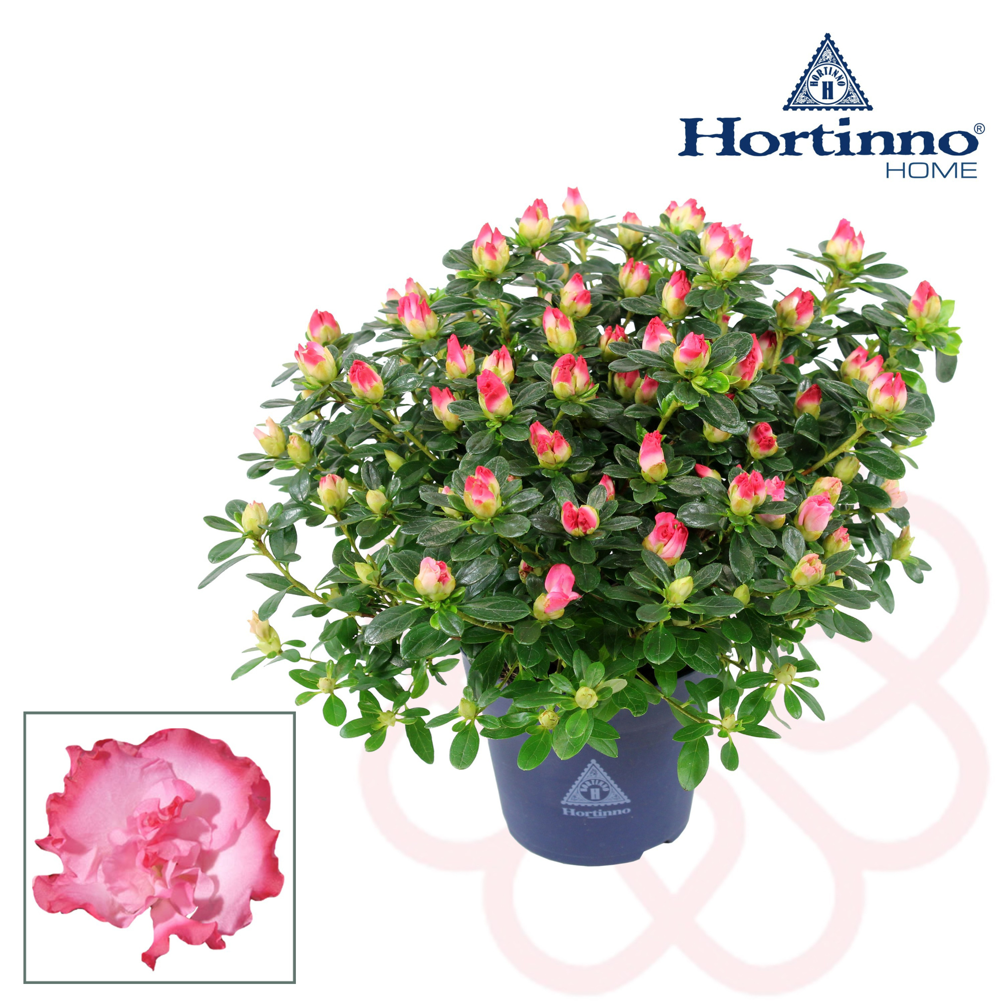 Hortinno® Home 'bicolor' 25 - 27 cm, D 13