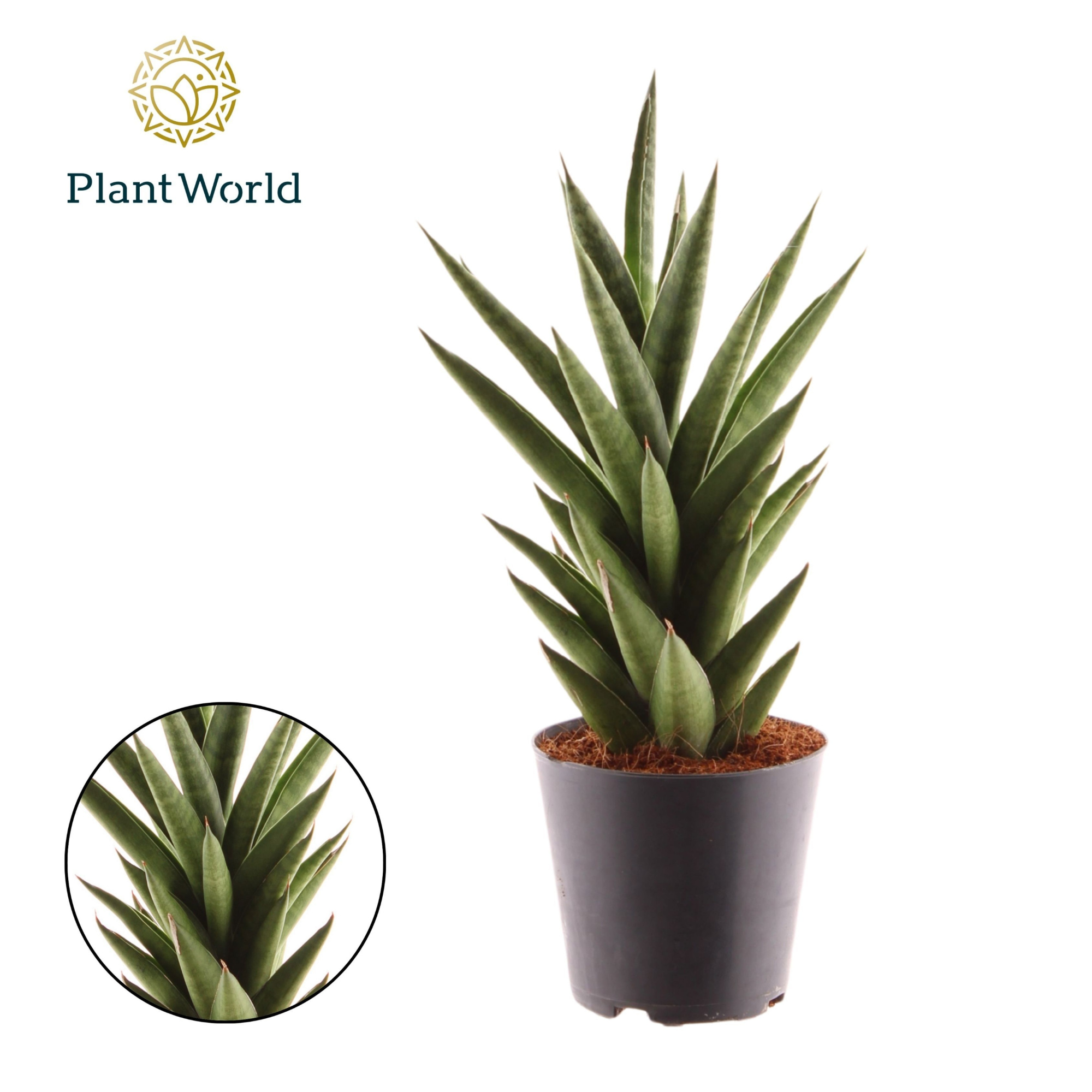 Sansevieria 'Starshooter', D 12