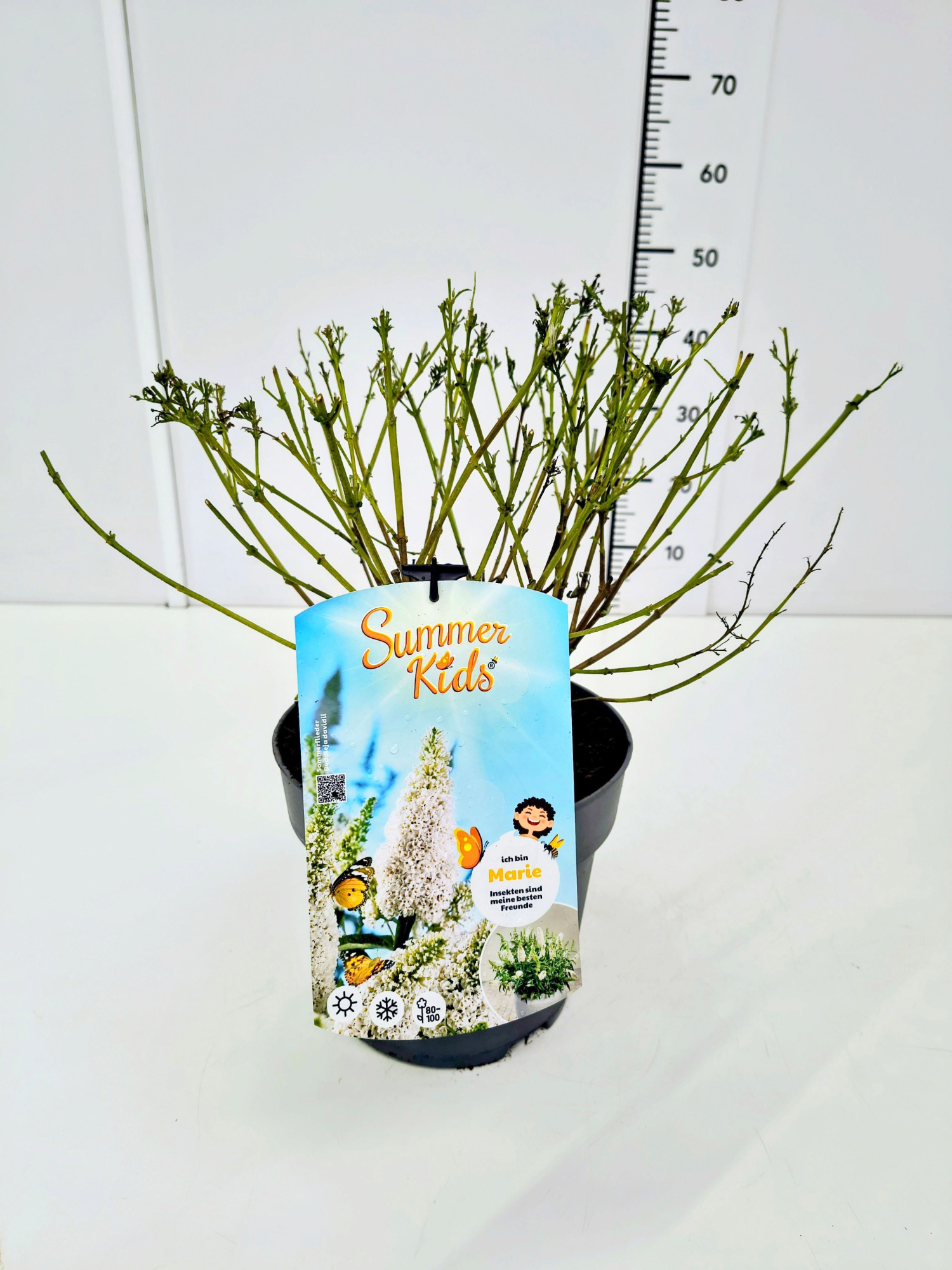 Buddleja d. 'Summer Kids® Marie' C5, D 23