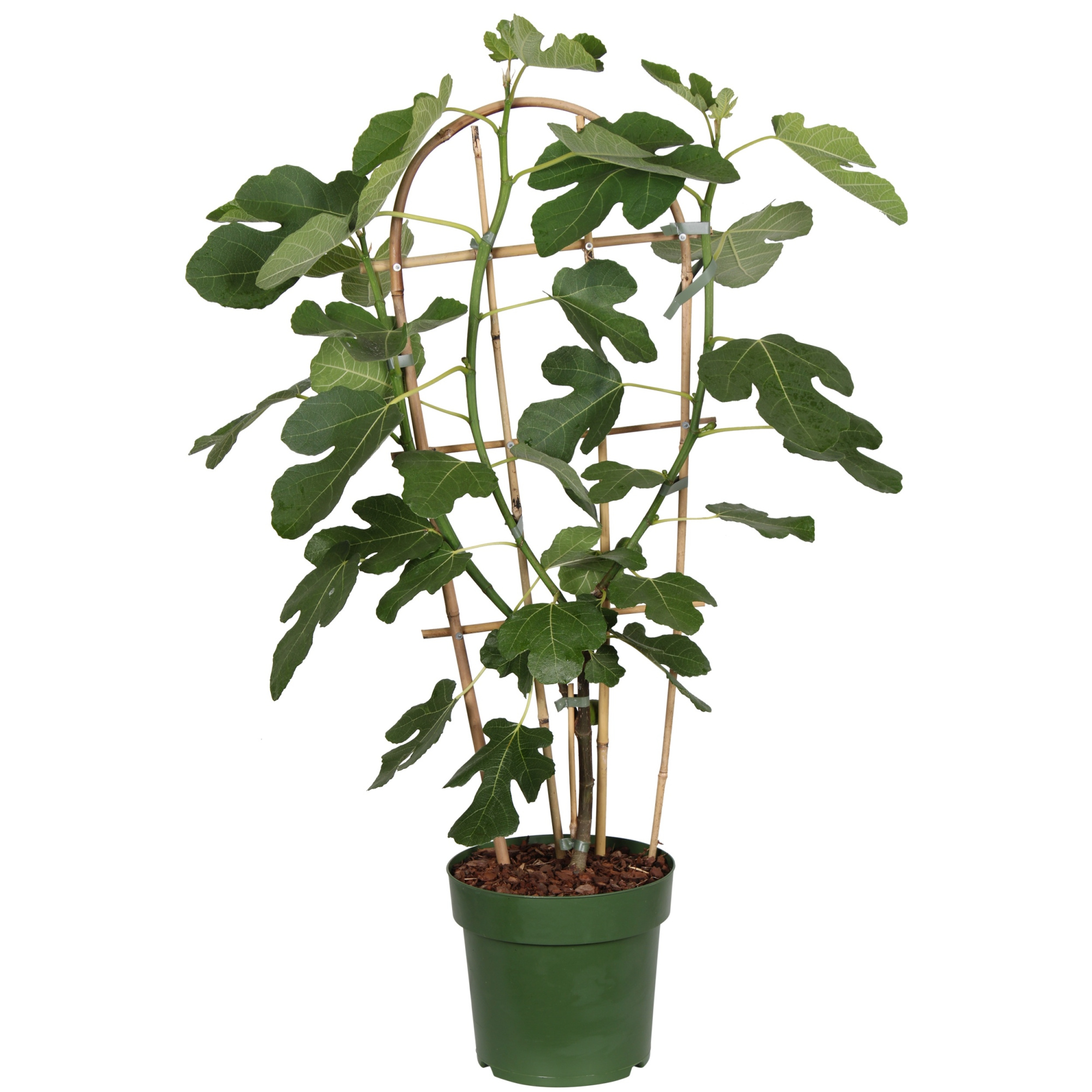 Ficus Gustissimo® Perretta® P23, D 23