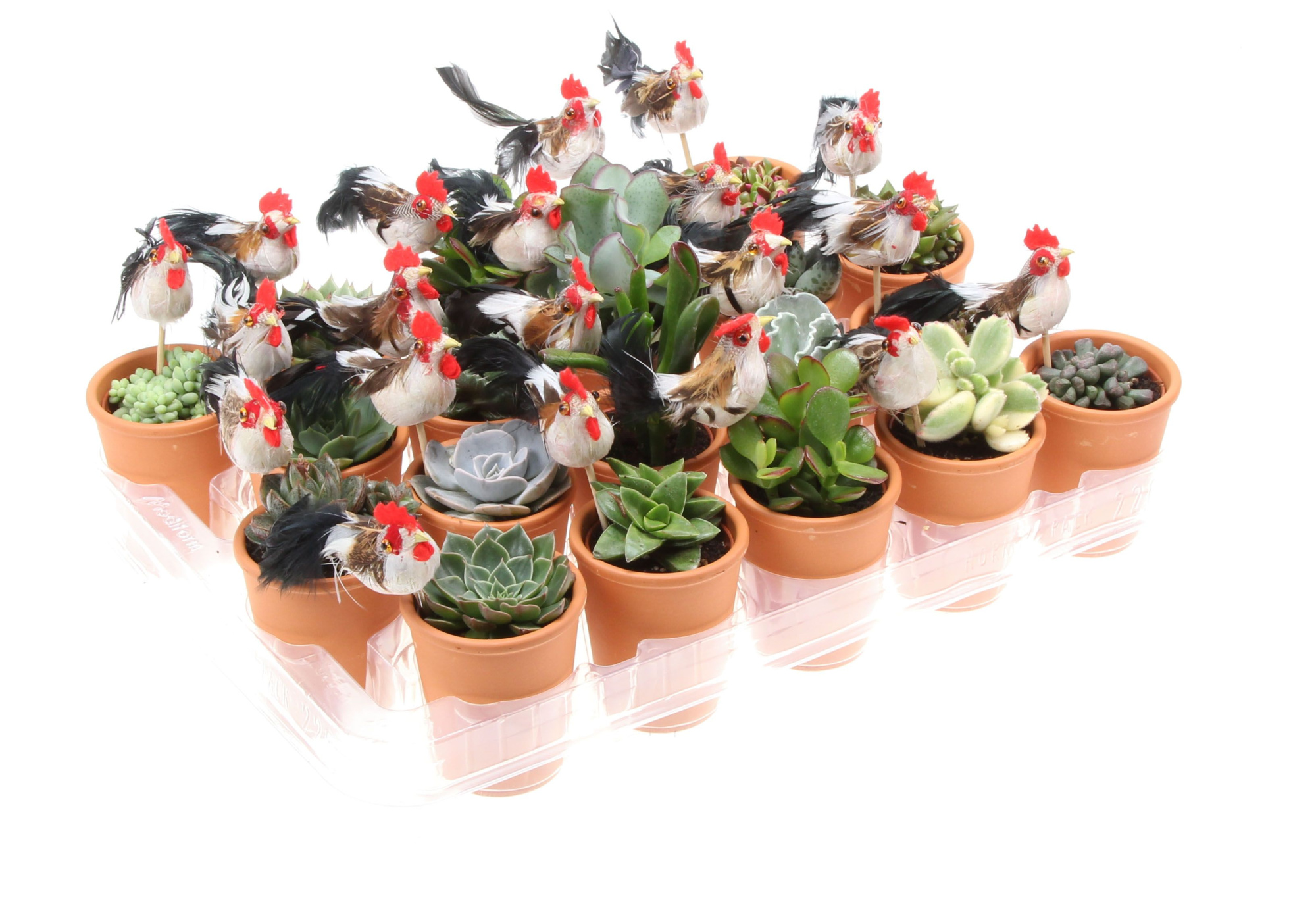 Terracotta pot succulent + haan, D 7