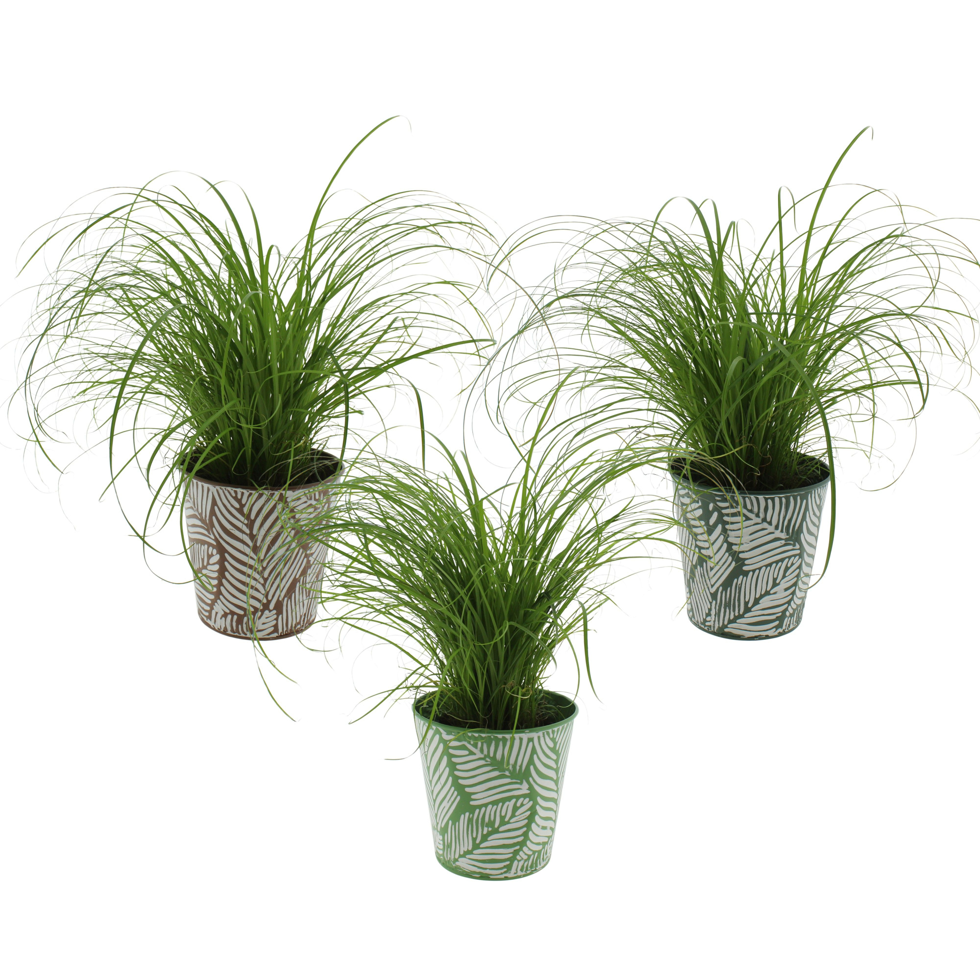 Cyperus alternifolius 'Zumula in sierpot zink 3 kleuren, D 12