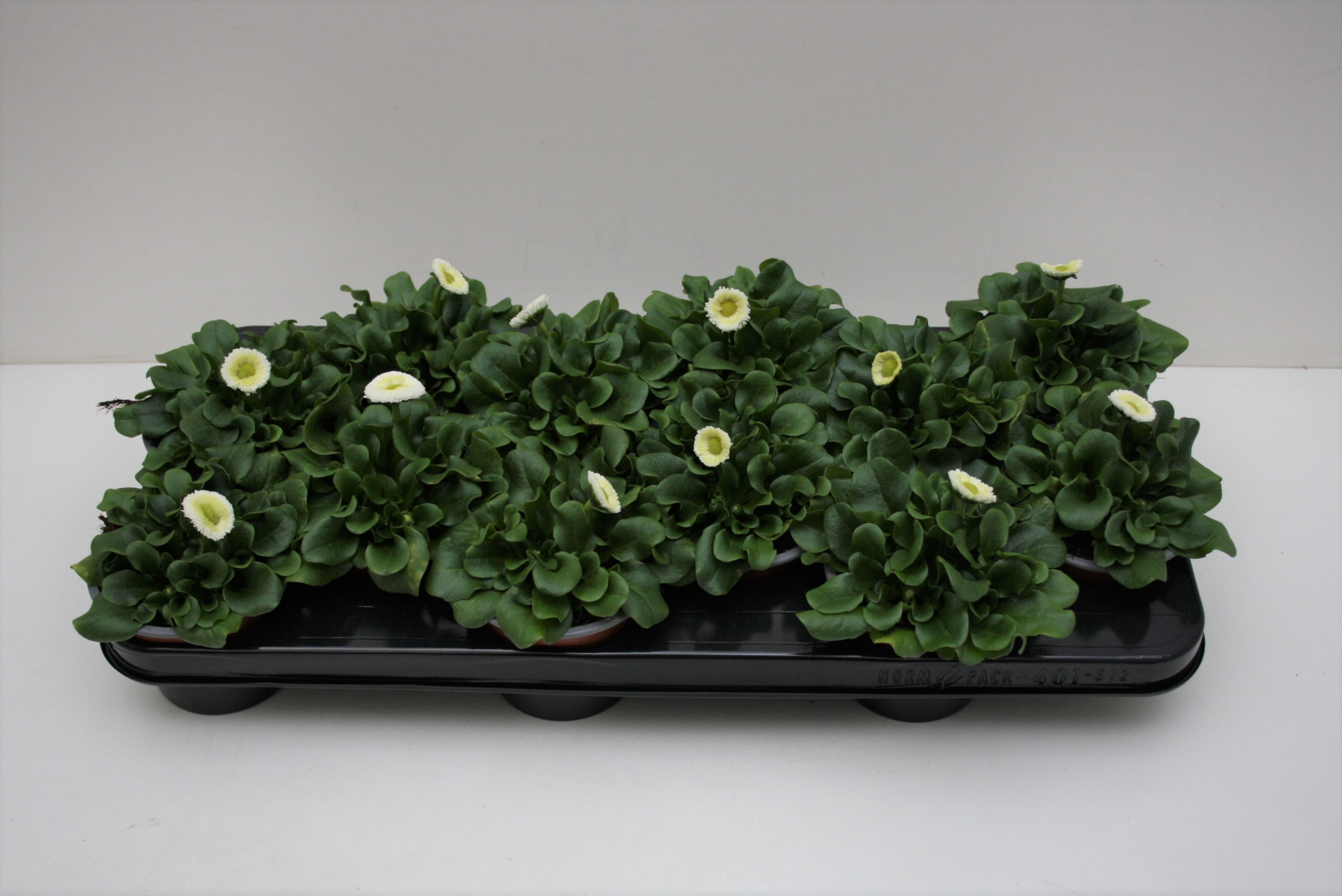 bellis Perennis Klein bloemig Wit, D 10,5