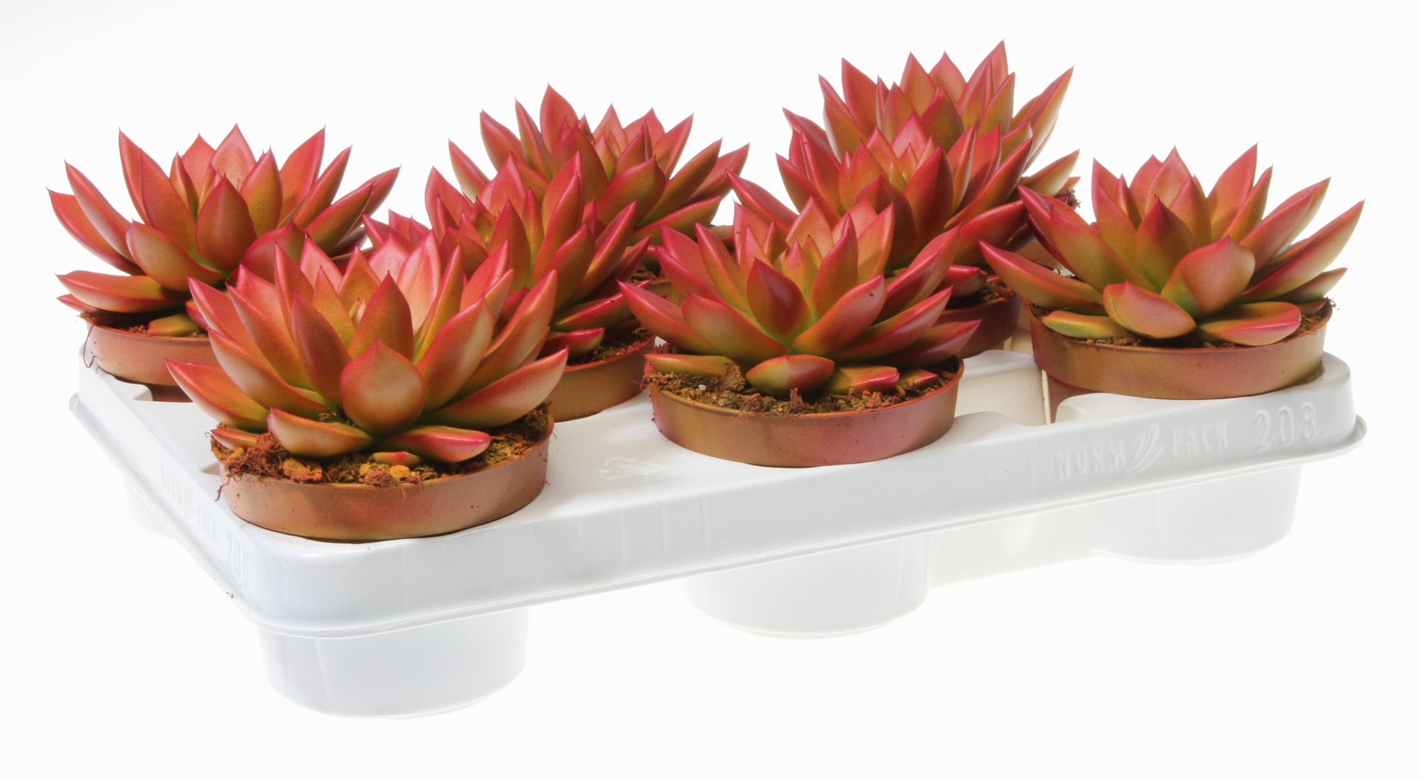 Rainbow zalm, D 10,5